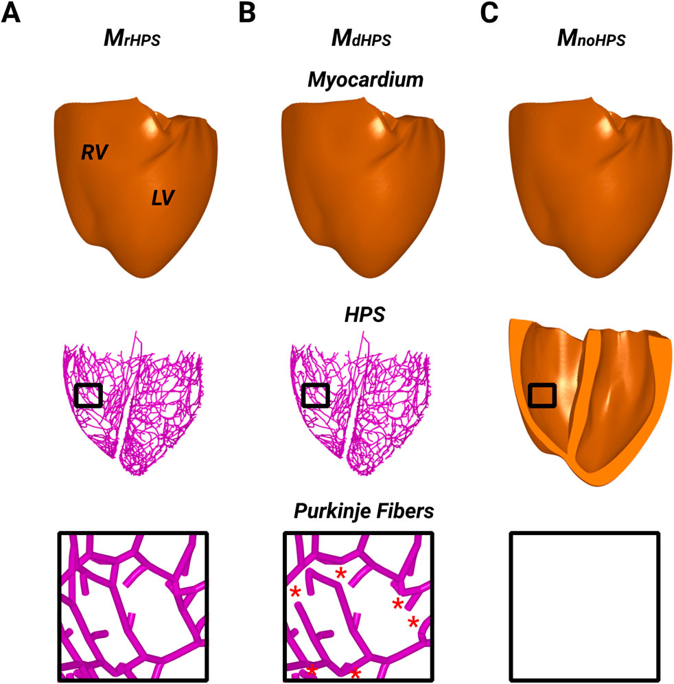 Three panels illustrate heart models and fiber structures. Panel A shows the heart with labeled ventricles (RV, LV) and a dense network of Purkinje fibers, highlighted in pink. Panel B depicts a similar heart model with labeled myocardium and Purkinje fibers marked with red asterisks. Panel C shows an unlabeled heart model without Purkinje fibers. Each panel includes a close-up of the fiber structures.