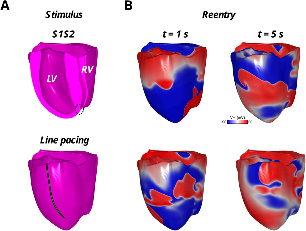 Panel A shows a 3D model of the heart with labeled sections: LV (left ventricle) and RV (right ventricle). It illustrates a stimulus application at S1S2 and line pacing for cardiac studies. Panel B depicts two reentry patterns over time at one second and five seconds, with color coding for activation times using a blue to red spectrum from negative ninety to twenty milliseconds.