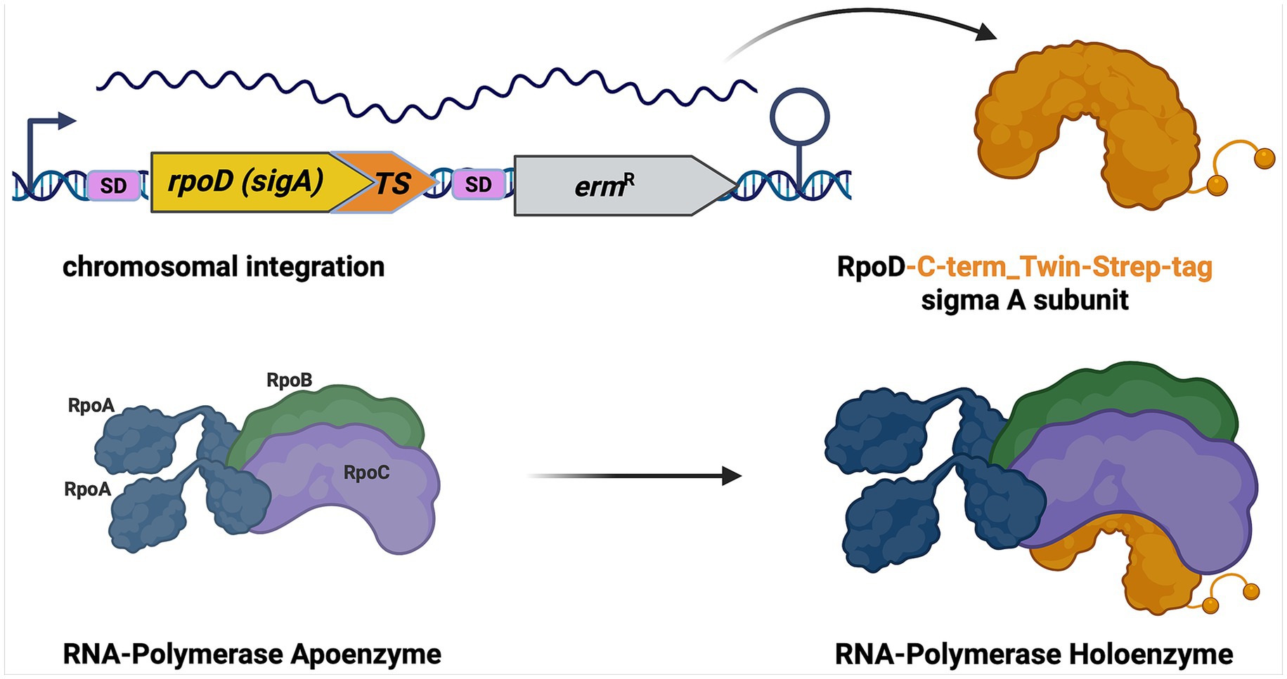 Diagram illustrating chromosomal integration of the rpoD (sigA) gene with a Twin-Strep-tag, leading to protein translation. Shows sigma A subunit integration with RNA-Polymerase Apoenzyme (RpoA, RpoB, RpoC) to form the Holoenzyme, including the tagged sigma A subunit. RNA strands and genetic elements like SD sites and ermR are also depicted.