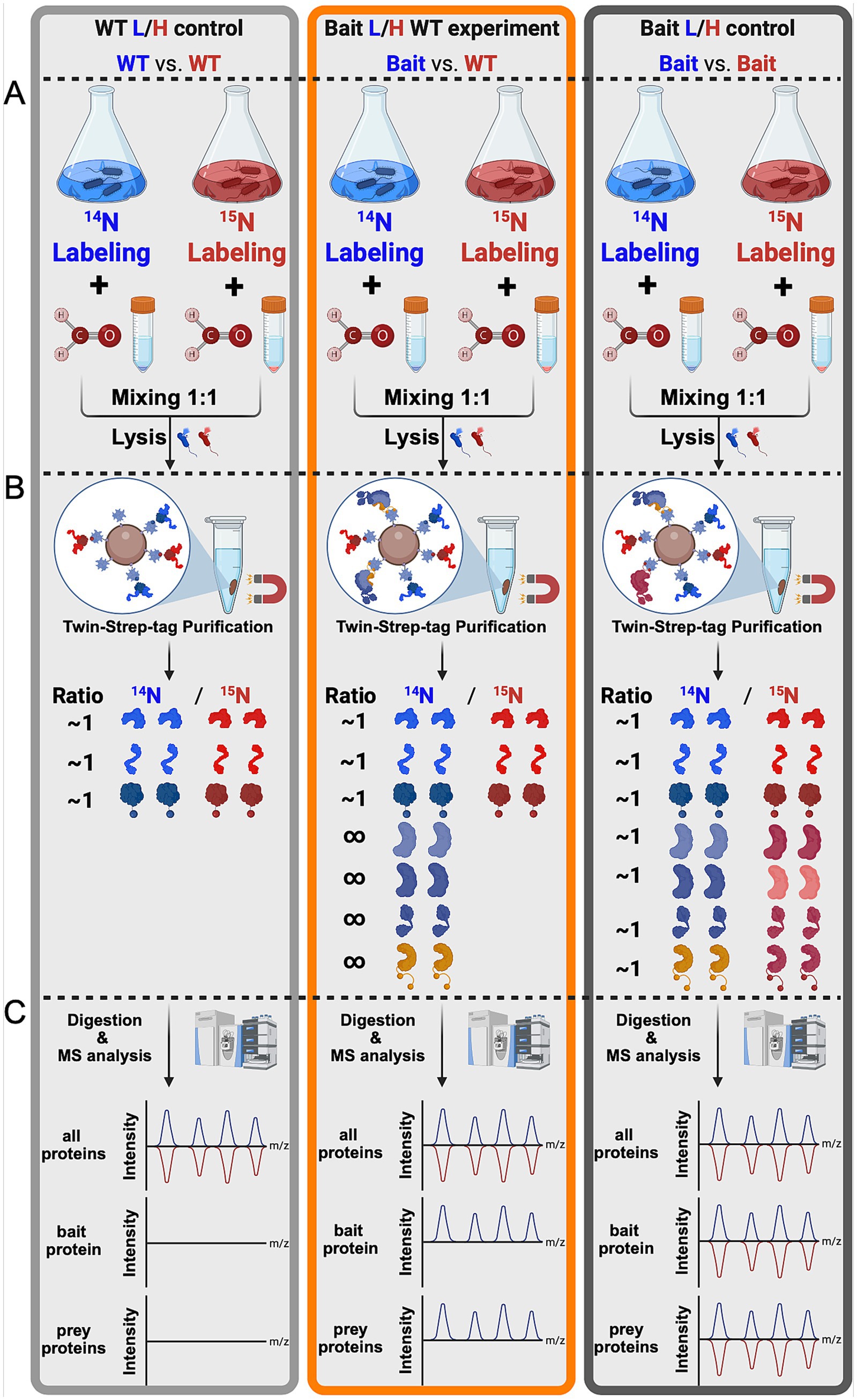 Diagram illustrating a comparative proteomics experiment using nitrogen labeling. Panel A shows two labeling scenarios with nitrogen isotopes, followed by 1:1 mixing and cell lysis. Panel B displays Twin-Strep-tag purification with different protein ratios indicated in blue and red for the isotopes. Panel C presents digestion and mass spectrometry analysis, represented by intensity graphs, displaying results for all proteins, bait protein, and prey proteins across three experimental setups.