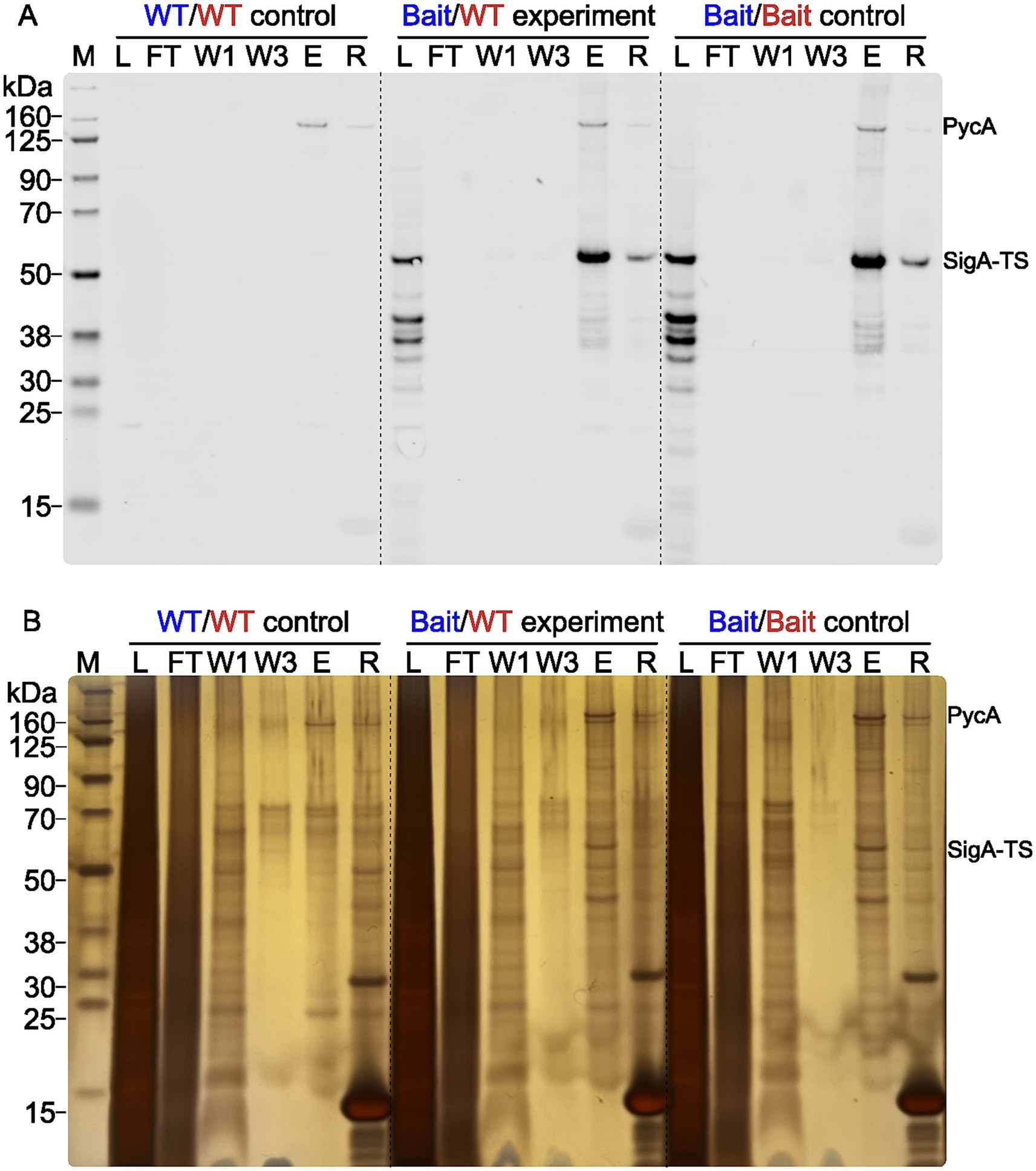 Gel analysis displays protein samples from three conditions: WT/WT control, Bait/WT experiment, and Bait/Bait control. Each section has lanes marked M, L, FT, W1, W3, E, and R. Protein bands are labeled PycA and SigA-TS. Molecular weight markers are shown on the left in kilodaltons. Panel A appears lighter, while Panel B has a stained background.