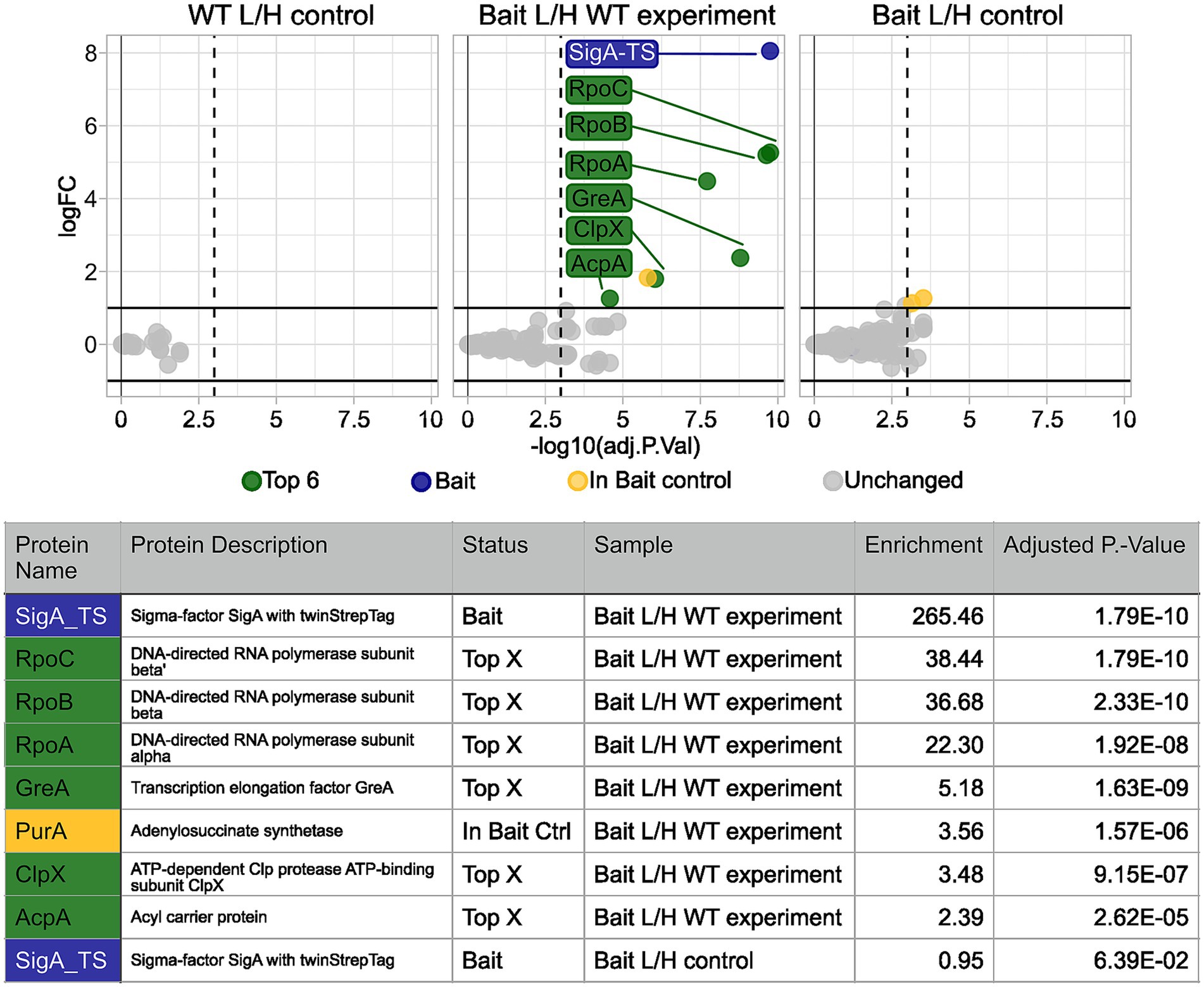 Three scatter plots compare protein log fold changes (logFC) versus negative log adjusted p-values across different conditions: WT L/H control, Bait L/H WT experiment, and Bait L/H control. Key proteins are highlighted, such as SigA-TS and various RNA polymerase subunits. A table below details protein names, descriptions, status, sample condition, enrichment scores, and adjusted p-values, indicating SigA-TS is the bait in the experiment with significant enrichment and low p-value. Top proteins and their significance are emphasized.