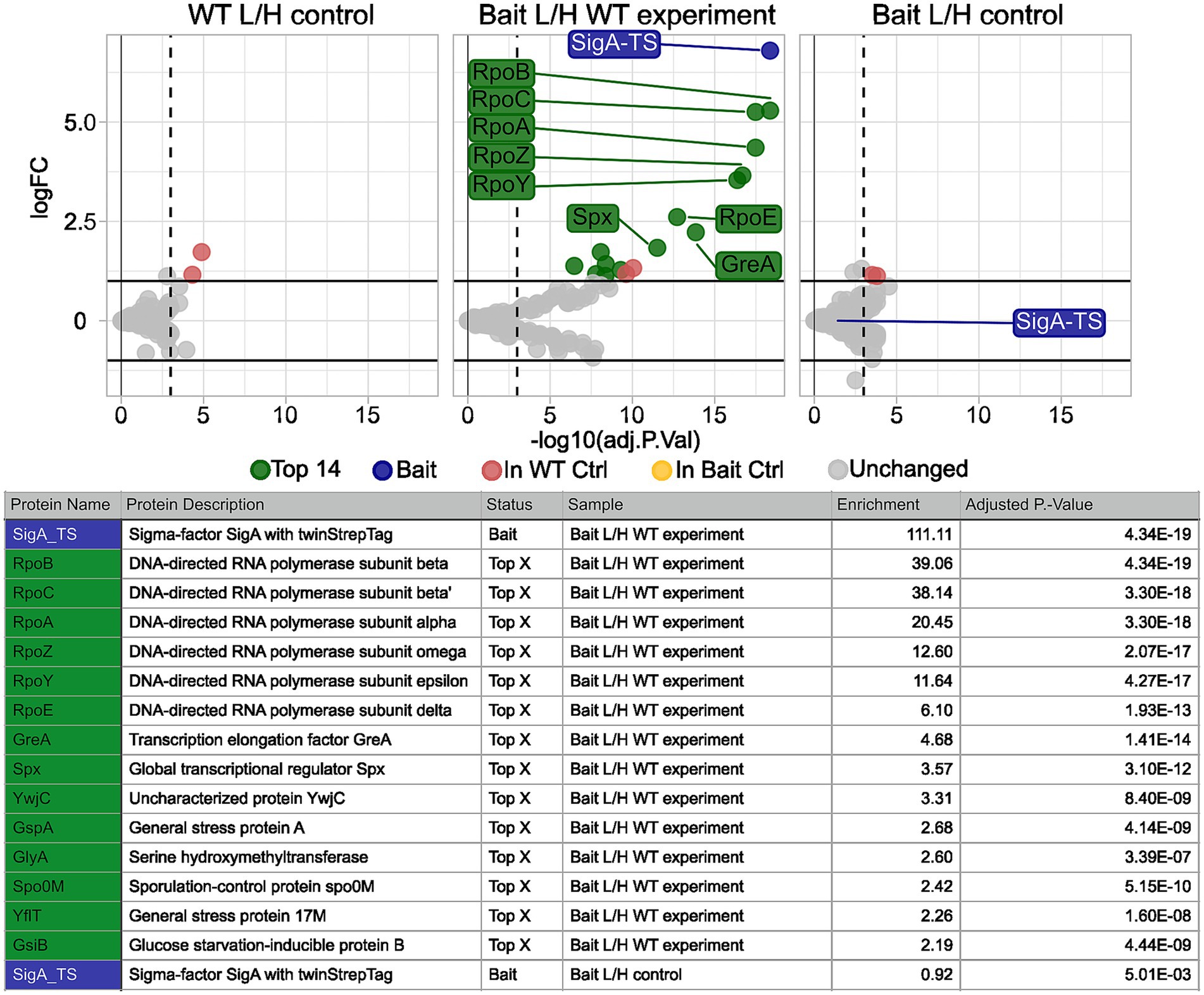 Three scatter plots display protein data across different conditions: WT L/H control, Bait L/H WT experiment, and Bait L/H control. Notable proteins such as SigA-TS, RpoB, and Spx are highlighted by color. Proteins are categorized as top fourteen, bait, in WT control, in bait control, or unchanged. A table below lists proteins with descriptions, status, sample, enrichment, and adjusted P-values, emphasizing proteins like SigA-TS with high enrichment and low P-values in the experiment.