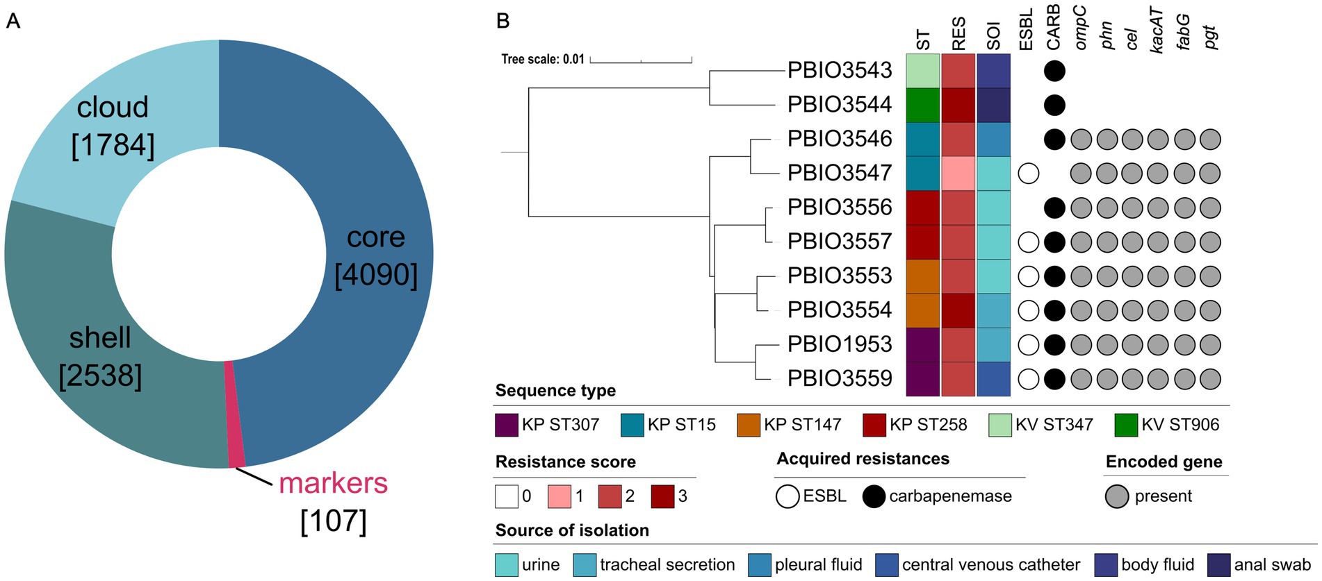 A donut chart labeled “A” shows gene categories: core (4090), shell (2538), cloud (1784), and markers (107). A phylogenetic tree labeled “B” compares sequences of analyzed strains with color-coded sequence types, resistance scores, isolation sources, and presence of ESBL, carbapenemase, and encoded genes. A key explains colors and symbols used.