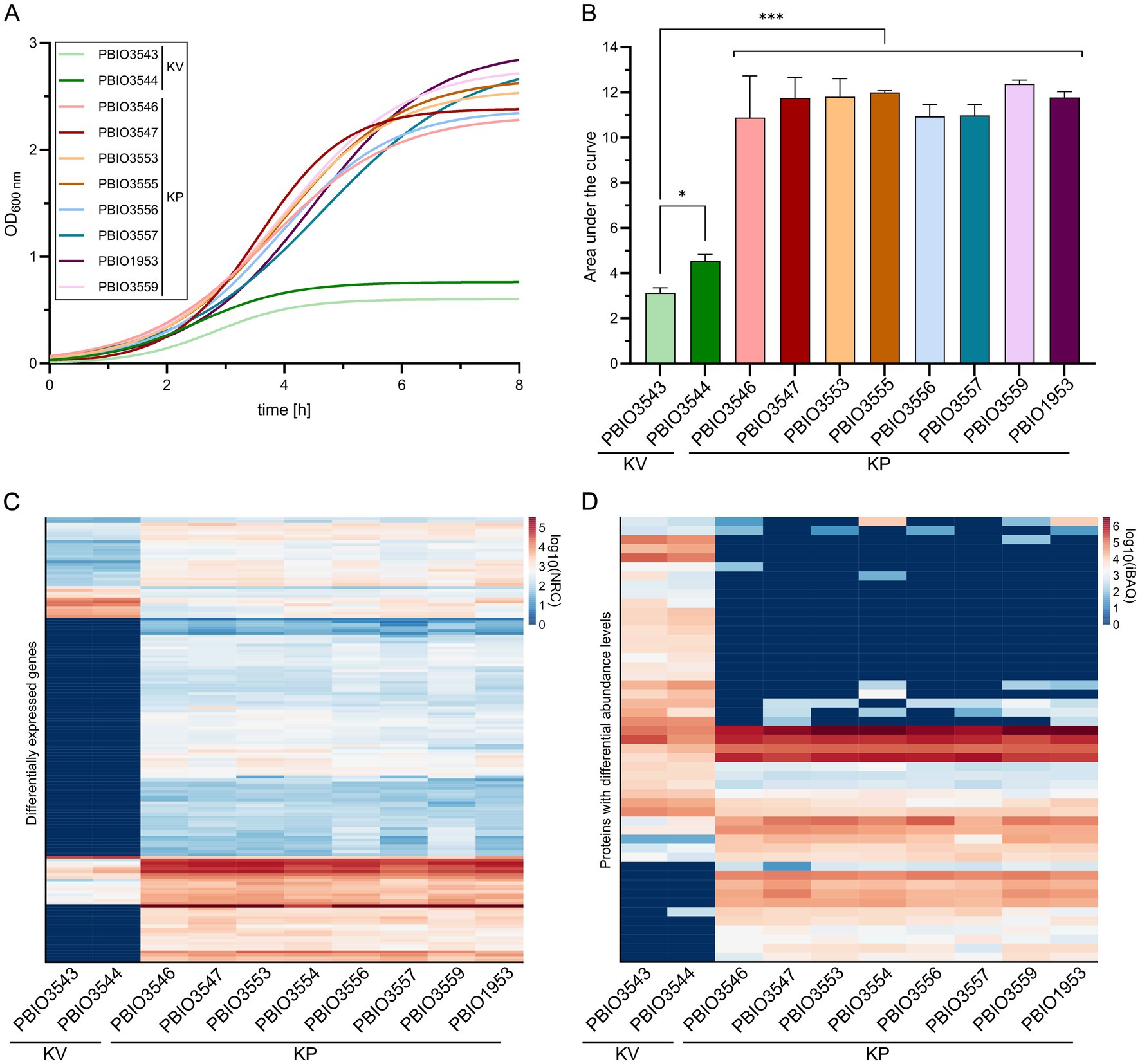 Panel A shows a line graph with optical density over time for different samples. Panel B presents a bar graph with area under the curve for each sample, adding highlighting significant difference between KV and KP. Panel C is a heat map of differentially expressed genes, while Panel D depicts a heat map of proteins with differential abundance levels. Samples are labeled with their strain ID, divided into KV and KP.