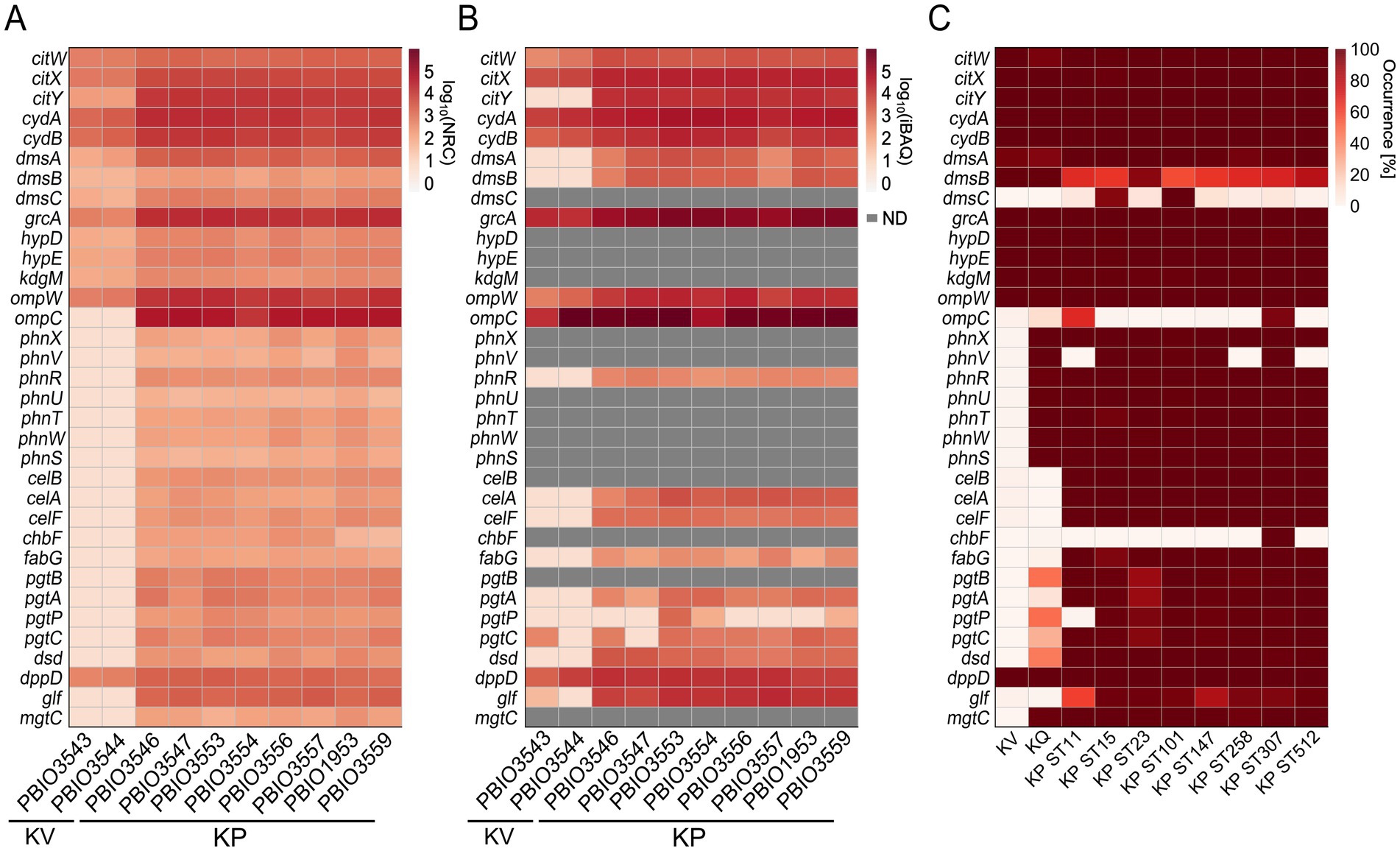 Three heatmaps labeled A, B, and C show gene and protein abundances data. Panel A displays data in shades from light to dark red, indicating log-transformed gene expression values across different samples. Panel B adds grey for “not detected” (ND) values. Panel C depicts occurrence percentages ranging from 0 to 100%, with darker shades representing higher occurrence. Genes are listed on the y-axis, and sample IDs along the x-axis. Color intensities vary across each heatmap, reflecting differences in data values for gene expression and occurrence.