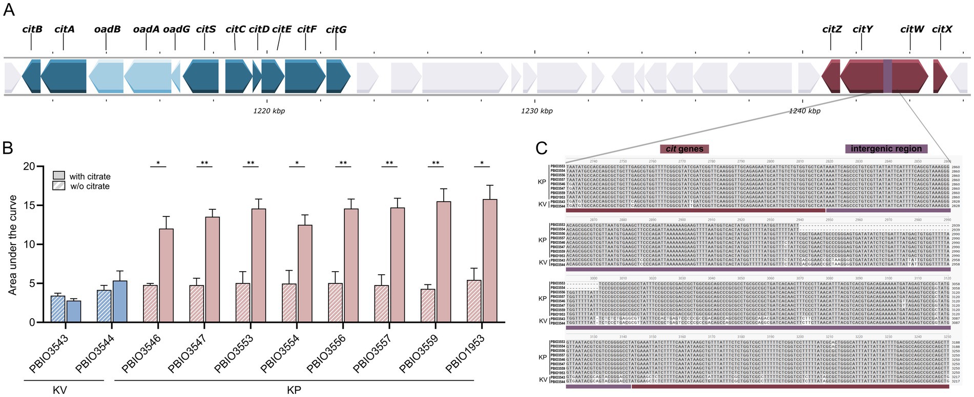 Diagram labeled A-C depicting citrate utilization genes and the impact on growth. Panel A shows gene arrangement over athe two genomic region. Panel B shows a bar graph comparing the area under the curve with and without citrate, with significant differences using asterisks. Panel C presents a DNA alignment, comparing citrate gene sequence in various samples. This highlights the cit genes and intergenic regions with shading.