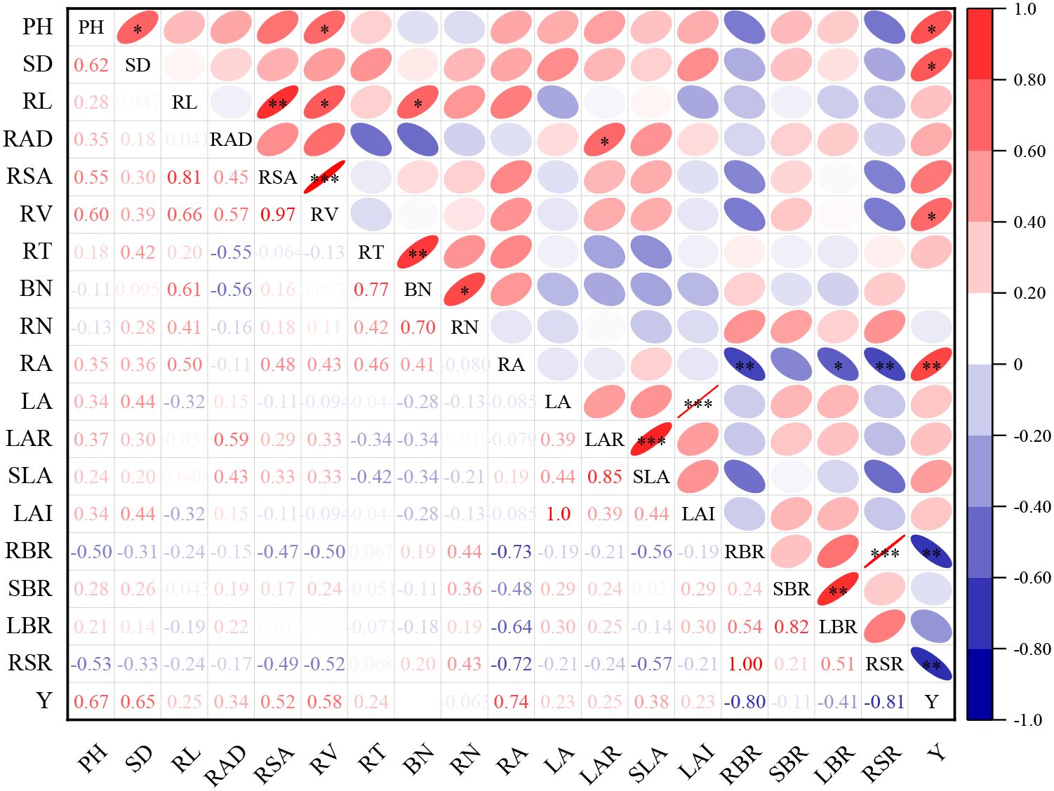 Correlation matrix displaying pairwise relationships between variables. Positive correlations are shown in red ovals, and negative correlations in blue ovals, with intensity indicating strength. Values range from -1.0 to 1.0, shown on a color scale. Variables include PH, SD, RL, RAD, among others. Significant correlations are marked with asterisks.