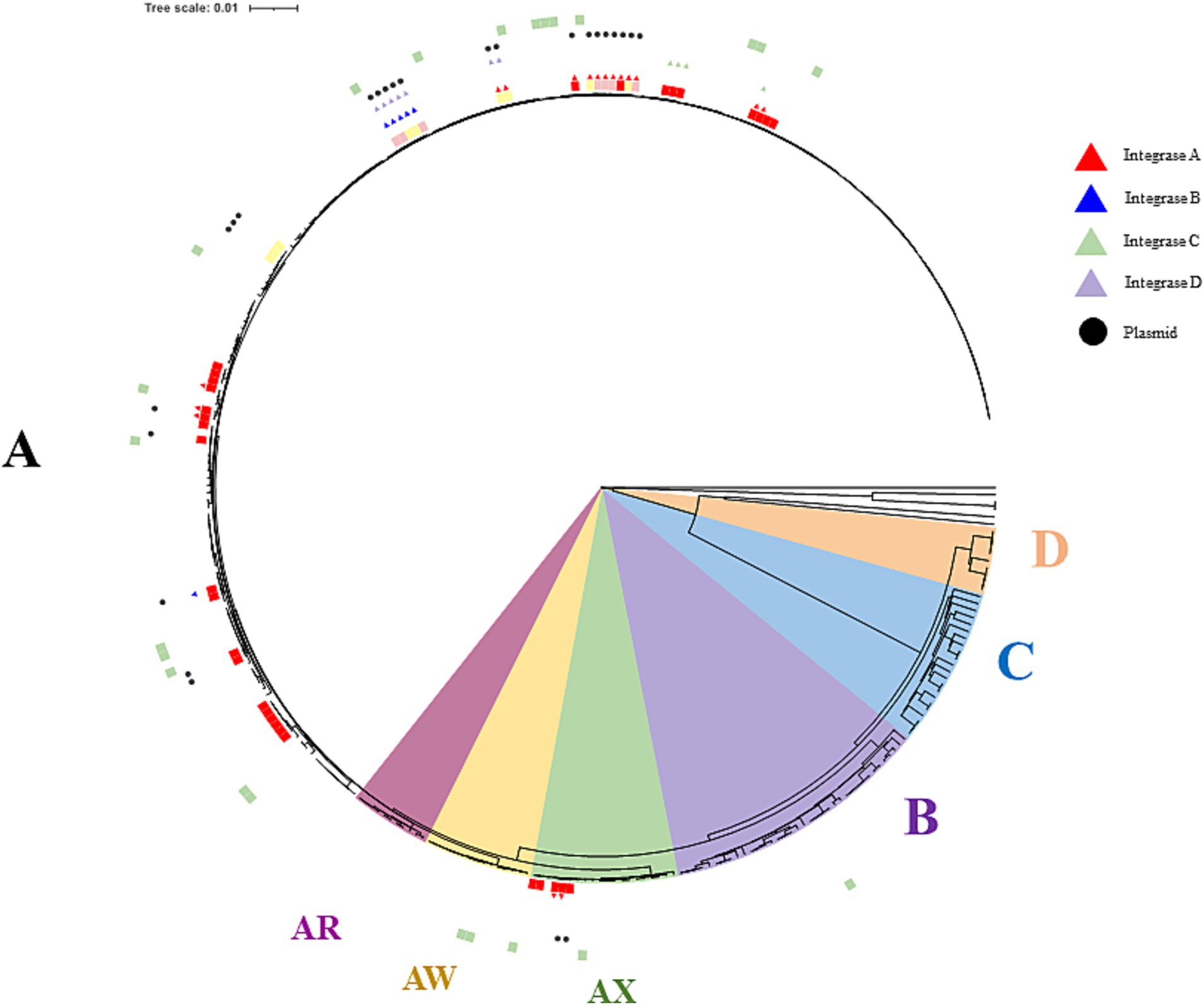 Phylogenetic tree of the relevant strains of O. oeni including the 48 sequenced isolates. Phylogroups D, C, and B are indicated in orange, blue and purple, respectively. The AX, AW and AR sub-lineages in phylogroup A are shown in burgundy, yellow and green, while other members are in white. The 48 isolates are distinguished on the outside of the tree with red, pink and yellow colors depending on the source (red, rosé and white wines, respectively). Currently available commercial strains are in green. Black dots and triangles represent plasmids and prophages, respectively. IntA, IntB, IntC, and IntD prophages are in red, blue, green and purple, respectively. Circular phylogenetic tree chart showing genetic relationships of strains in the Oenococcus oeni species. Segments are colored in orange, blue, purple, green, yellow, and complex patterns, indicating lysogenic strains with integrases from different groups labelled A, B, C and D. Symbols: red triangles (Integrase A), blue triangles (Integrase B), green squares (Integrase C), purple triangles (Integrase D), and black circles (Plasmids). Labels AR, AW, AX indicate specific regions. Tree scale of 0.01 is noted.