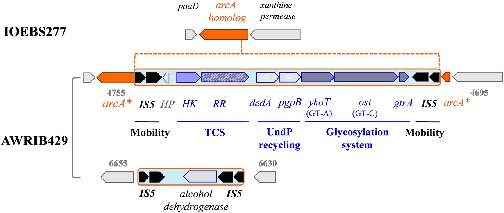 Genomic diagrams for IOEBS277 and AWRIB429 showing gene clusters with different functions. IOEBS277 features genes including arcA homolog and others related to mobility and glycosylation. The AWRIB429 segment includes IS5 and alcohol dehydrogenase, also linked to mobility. Each gene is represented by colored arrows, indicating their position and orientation.