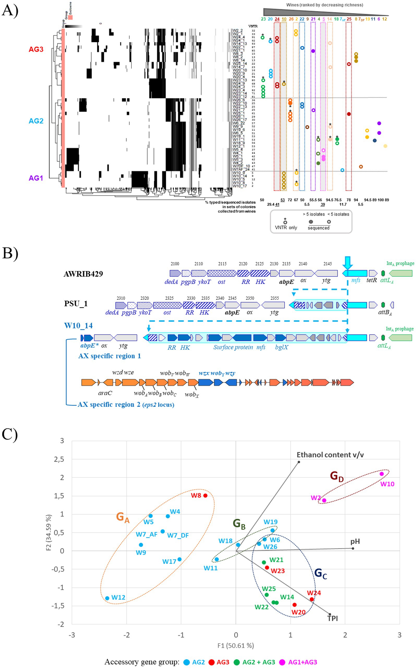 (A) A heatmap displaying genetic profiles of isolates from various wines, organized by richness and grouped into accessory gene groups AG1, AG2, and AG3. (B) A schematic diagram of gene organization in strains AWRIB429, PSU_1, and W10_14, highlighting specific genomic regions and features like prophages. (C) A scatter plot illustrating the distribution of isolates based on principal component analysis, showing clusters related to accessory gene groups (AG2, AG3, AG2 + AG3, AG1+AG3) and their correlation with ethanol content and pH.