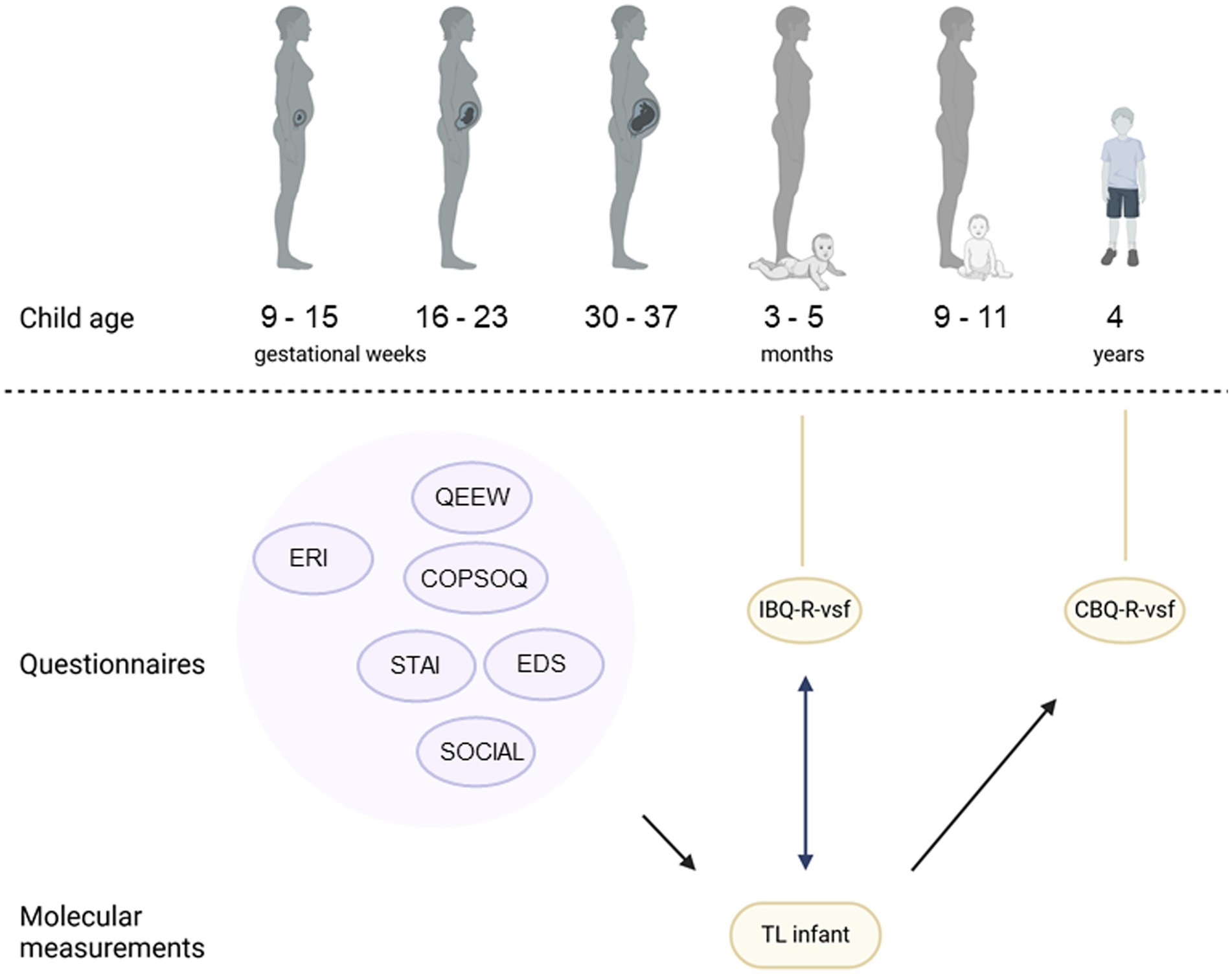 Diagram illustrating different stages of child age and associated assessments. Stages include prenatal weeks 9-15, 16-23, and 30-37, infancy at 3-5 months and 9-11 months, and age 4 years. Various questionnaires (STAI, COPSOQ, QEEW, ERI, EDS, Social satisfaction), shown by purple bubbles, were completed at 9-15 and 16-23 weeks. At 3-5 months, two yellow bubbles indicating examination of telomere length and temperament (IBQ-R-vsf) are shown. At 4 years of age, temperament was re-assessed (CBQ-R-vsf), shown in a yellow bubble. Arrows between all prenatal, purple bubbles and infant telomere length, and between telomere length and temperamental tests, indicate the associations examined in this study.