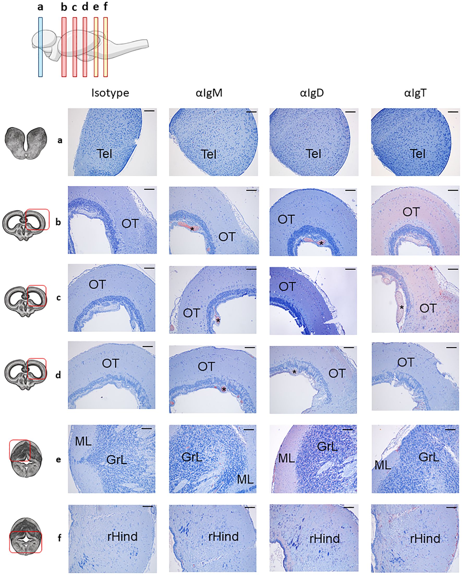 Microscopic images of rainbow trout brain sections from different regions (Tel, OT, and Cb) under various stainings Isotype, αIgM, αIgD, and αIgT. Labeled sections (a to f) correspond to specific brain areas, showing cellular structures stained with the specific antibodies.
