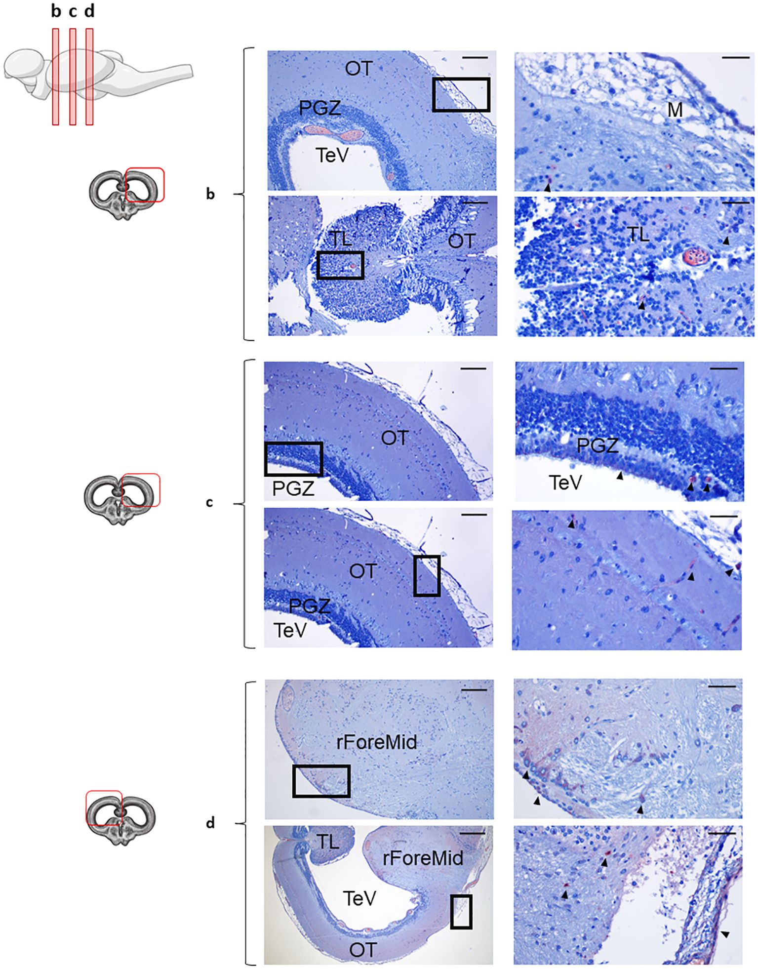Series of histological sections showing the different areas from rainbow trout optic tectum (OT) stained with anti-IgD. Panels b, c, and d depict transverse sections through anterior, medium and posterior regions with labeled structures: PGZ, OT, TeV, TL, M, and rForeMid. Each section has a black square indicating the areas shown at higher magnification (right). Scale bars are present for reference.