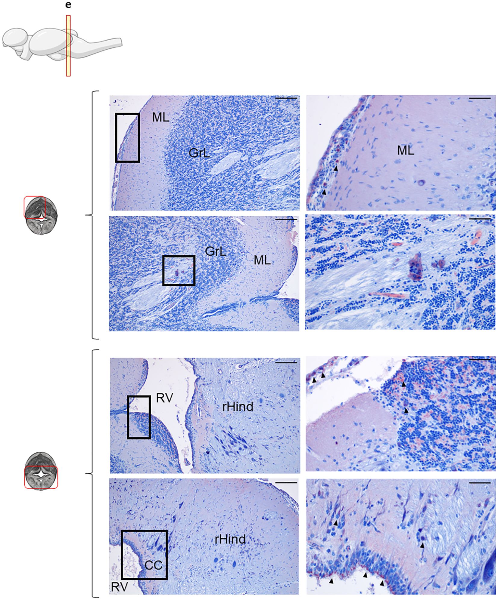 Series of histological sections showing upper and lower part of rainbow trout Cb, stained with anti-IgD. The top row shows areas labeled ML (Molecular Layer) and GrL (Granular Layer). The bottom row displays sections from the lower part of Cb, in which RV (Rostral Ventral), rHind (Rostral Hindbrain), and CC (Central Canal), are differentiated with detailed views of cellular structures.