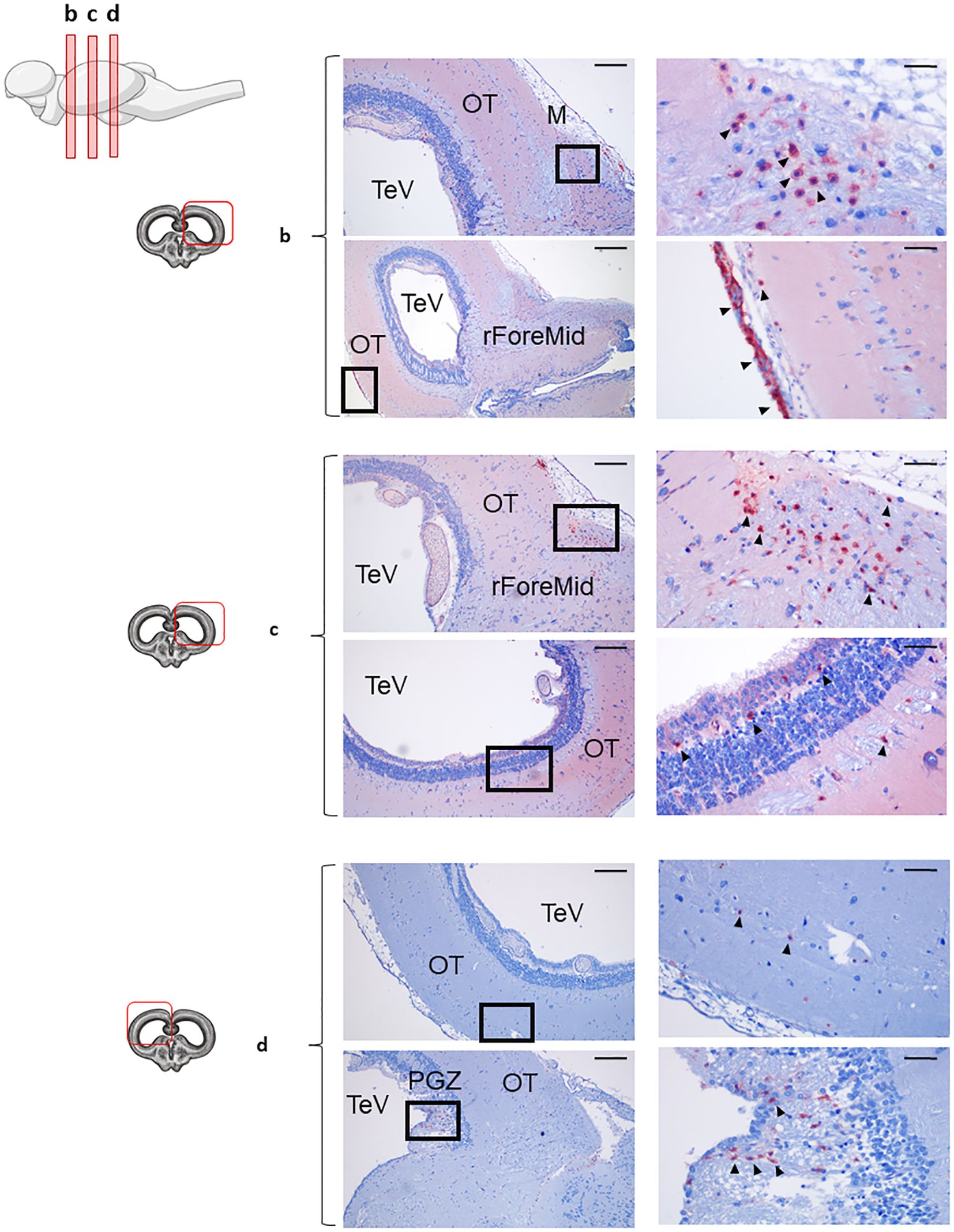 Series of histological sections showing the different areas from rainbow trout optic tectum (OT) stained with anti-IgT. Labels indicate specific OT regions such as TeV (tectal ventricle), M (mesencephalon), rForeMid (roof of the future midbrain), and PGZ (periventricular gray zone).