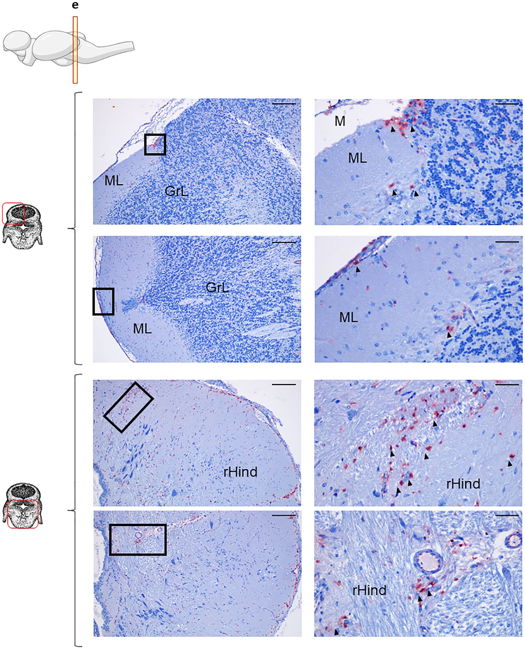 Series of histological sections showing upper and lower part of rainbow trout Cb, stained with anti-IgT. The top row shows areas labeled ML (Molecular Layer) and GrL (Granular Layer) differentiated. The bottom row displays sections from the lower part of Cb, in which rHind is differentiated.