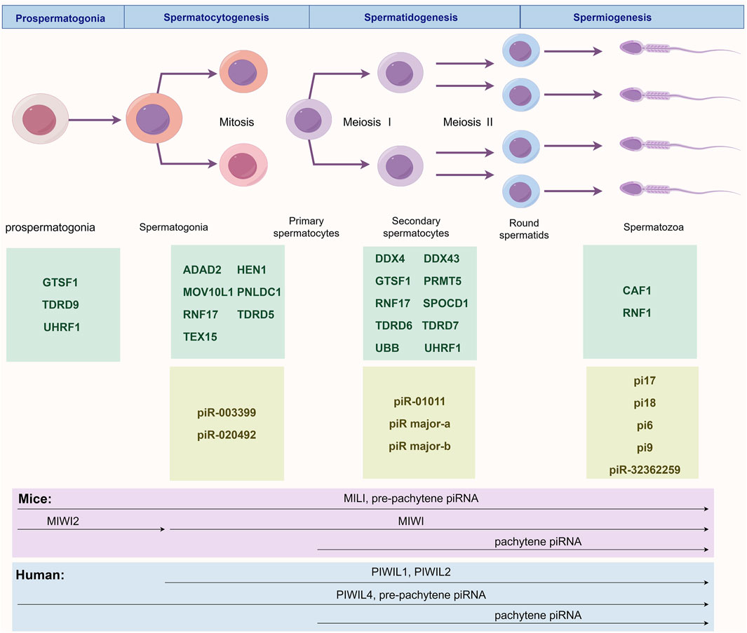 Diagram depicting four distinct stages of prospermatogonia and spermatogenesis, spanning the prenatal to postnatal developmental timeline. Each stage lists associated genes, including GTSF1, RNF17, and TDRD6. The diagram compares temporal expression patterns of PIWI proteins and piRNAs between humans and mice, with distinct arrows denoting corresponding PIWI protein and piRNA expression timelines.