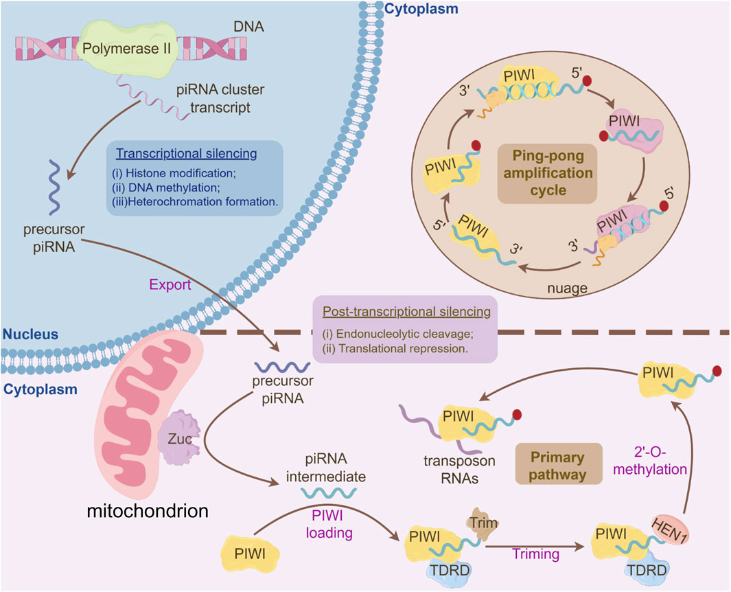 Diagram illustrating the piRNA processing pathway. It shows transcriptional silencing in the nucleus involving histone modification, DNA methylation, and heterochromatin formation. Precursor piRNA is exported to the cytoplasm where maturation occurs near mitochondria. The piRNA interacts with PIWI proteins, undergoing the ping-pong amplification cycle and primary pathway involving trimming and 2’-O-methylation for post-transcriptional silencing via endonucleolytic cleavage and translational repression. Key elements include Polymerase II, PIWI, and TDRD proteins.