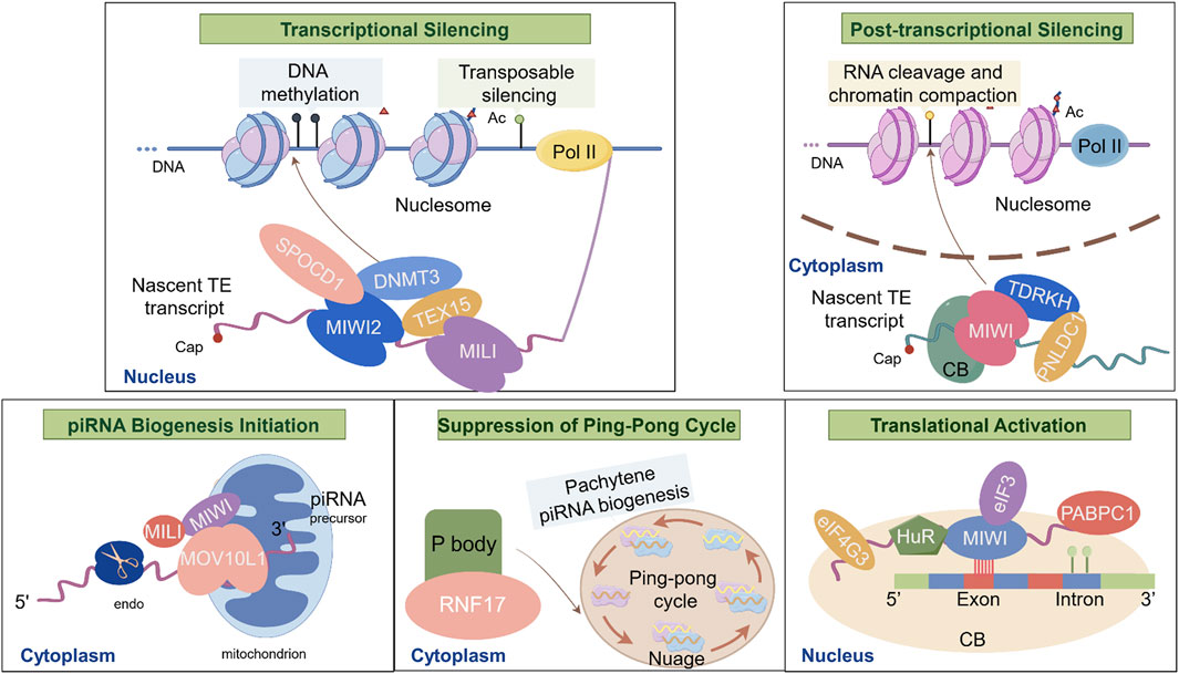Diagram illustrating piRNA pathways. Top-left shows transcriptional silencing via DNA methylation and transposable silencing in the nucleus involving proteins like SPOCD1 and DNMT3. Top-right depicts post-transcriptional silencing with RNA cleavage and chromatin compaction in the cytoplasm, featuring proteins like TDRKH. Bottom-left details piRNA biogenesis initiation near mitochondria with proteins such as MILI and MIWI. Bottom-center outlines suppression of the ping-pong cycle in the cytoplasm, emphasizing pachytene piRNA biogenesis. Bottom-right shows translational activation in the nucleus with proteins like eIF3 and PABPC1, affecting exon-intron translation.