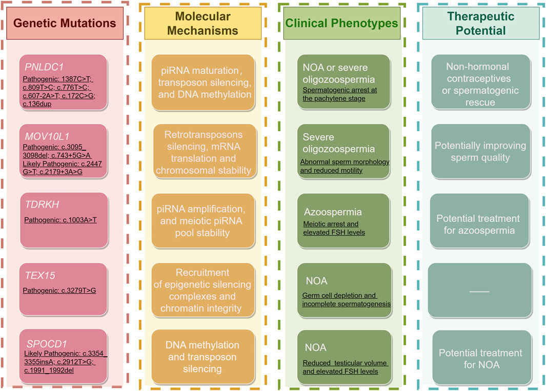 Diagram showing the relationship between genetic mutations, molecular mechanisms, clinical phenotypes, and therapeutic potential. Genetic mutations listed are PNLD1, MOV10L1, TDRKH, TEX15, and SPOCD1. Molecular mechanisms include piRNA maturation, transposon silencing, and DNA methylation. Clinical phenotypes include NOA and azoospermia. Therapeutic potential suggests non-hormonal contraceptives, improving sperm quality, and potential treatments for azoospermia and NOA.