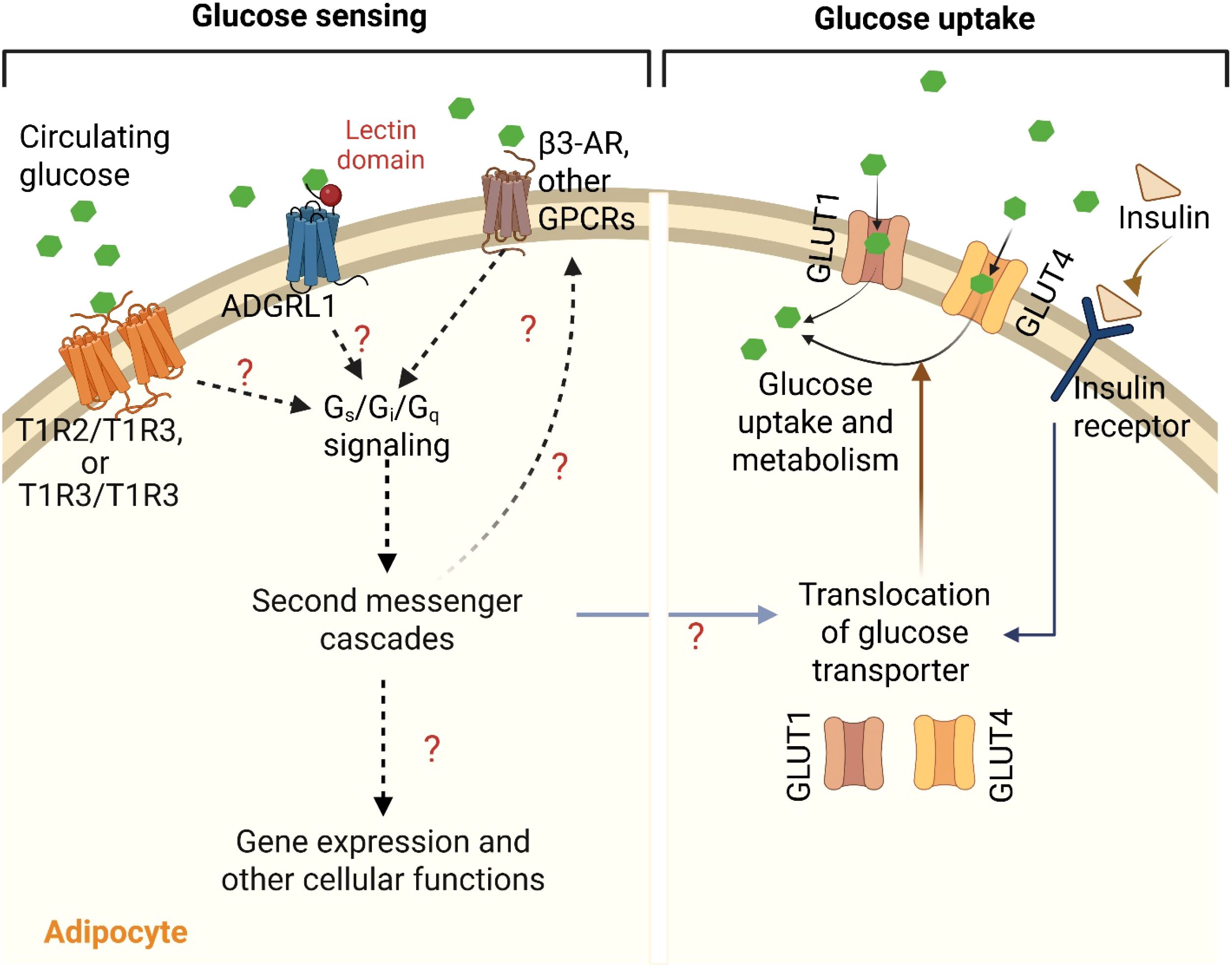 Diagram showing glucose sensing and uptake in adipocytes. On the left, glucose interacts with T1R2/T1R3 receptors, triggering G protein signaling and second messenger cascades, leading to gene expression. On the right, insulin binds to receptors, promoting translocation of GLUT1 and GLUT4 glucose transporters to the membrane, facilitating glucose uptake and metabolism.