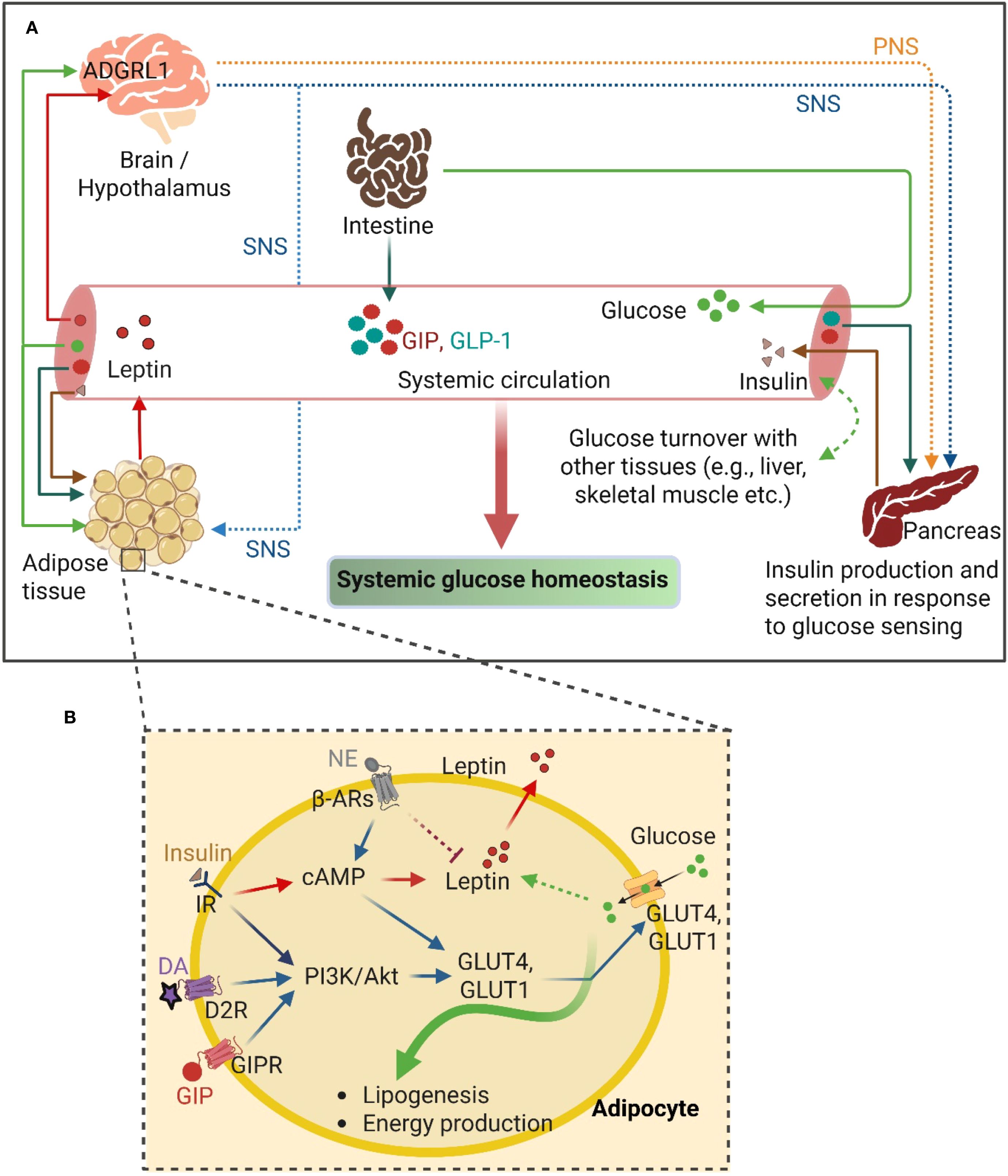 Diagram illustrating glucose homeostasis. Panel A shows the interaction between brain, intestine, adipose tissue, and pancreas via systemic circulation of hormones like leptin, GIP, and GLP-1. Panel B zooms into adipocytes, detailing signaling pathways involving insulin, leptin, GIP, and glucose uptake through GLUT4 and GLUT1, affecting lipogenesis and energy production.