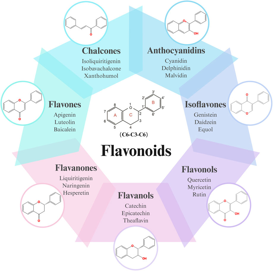 Diagram showing the structure and classification of flavonoids. It includes categories such as chalcones, anthocyanidins, isoflavones, flavones, flavanones, flavanols, and flavonols, each with examples and molecular structures. A central flavonoid structure is highlighted.