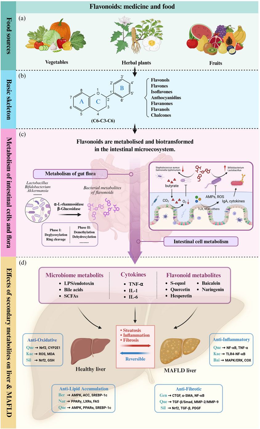 Infographic on flavonoids: food sources include vegetables, herbal plants, and fruits. The basic skeleton of flavonoids is shown with various types listed. Flavonoids are metabolized in the intestinal microecosystem, involving gut flora. Metabolites impact liver health, detailing anti-oxidative, anti-lipid accumulation, anti-inflammatory, and anti-fibrotic effects on liver and metabolic associated fatty liver disease (MAFLD).