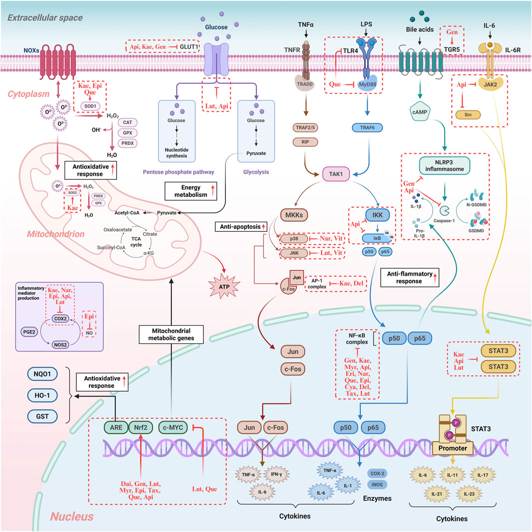 Pathway diagram illustrating molecular interactions in cellular processes such as antioxidative response, energy metabolism, anti-apoptosis, and anti-inflammatory response. Key components include glucose transport, receptor activation (TNFR, TLR4, TGR5), and the involvement of molecules like NLRP3 inflammasome, NF-κB, and STAT3. Pathways are linked to cytokine production, mitochondrial function, and regulatory proteins like Nrf2 and c-MYC. Color-coded arrows and labels indicate specific molecules and their roles in processes across the cytoplasm, mitochondrion, and nucleus.