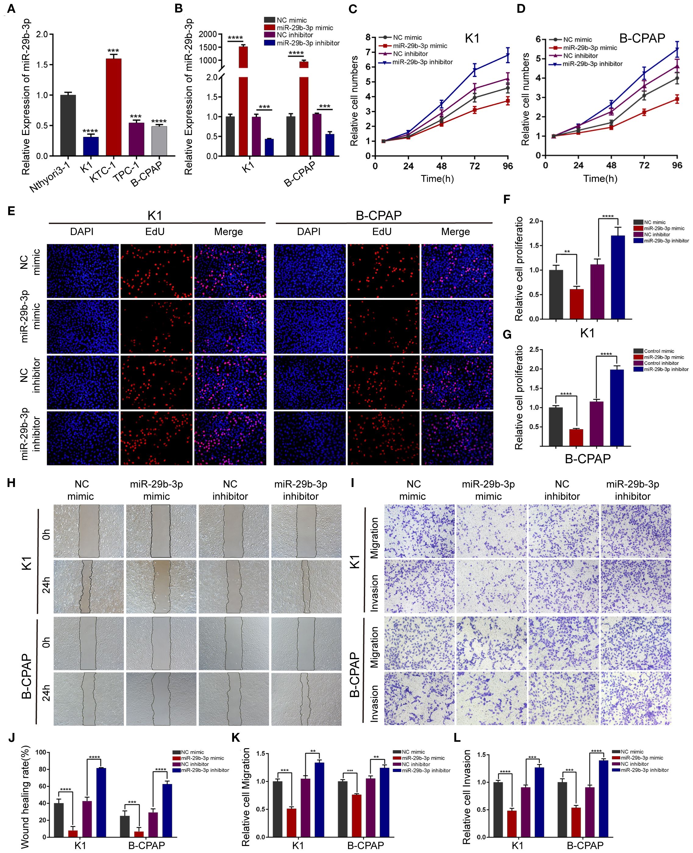 A composite of graphs and microscopy images related to miR-29b-3p research. Graphs (A-D, F, G, J-L) depict relative expression, cell numbers, proliferation, healing rate, migration, and invasion across different conditions and cell lines. Microscopy images (E, H, I) show cell proliferation visualizations, wound healing, and cell migration and invasion assays, comparing NC mimic, miR-29b-3p mimic, NC inhibitor, and miR-29b-3p inhibitor in K1 and B-CPAP cell lines. Statistical significance is indicated with asterisks.