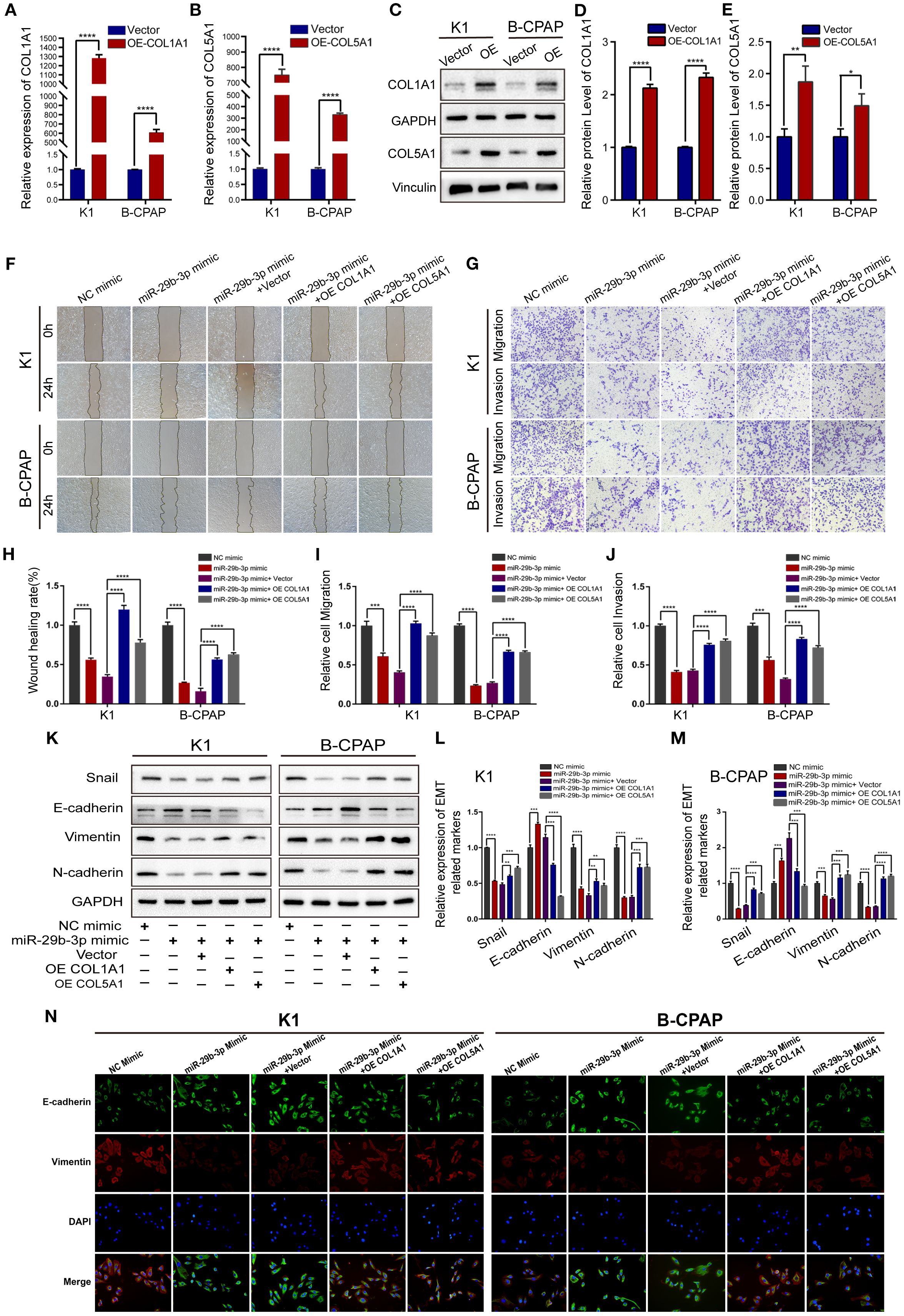 Graphs and images showing experimental data on gene expression and protein levels related to COL1A1 and COL5A1 in K1 and B-CPAP cell lines. Panels A and B display bar graphs of relative expression of COL1A1 and COL5A1. Panel C shows a Western blot for protein levels. Panels D and E present bar graphs of relative protein levels. Panel F has wound healing assay images, and Panel G shows migration and invasion assay results. Panels H to J contain related bar graphs for wound healing, migration, and invasion rates. Panel K is another Western blot for EMT markers. Panels L and M represent bar graphs for EMT marker expression. Panel N includes fluorescence microscopy images showing E-cadherin, Vimentin, DAPI staining, and merged images in K1 and B-CPAP cells.