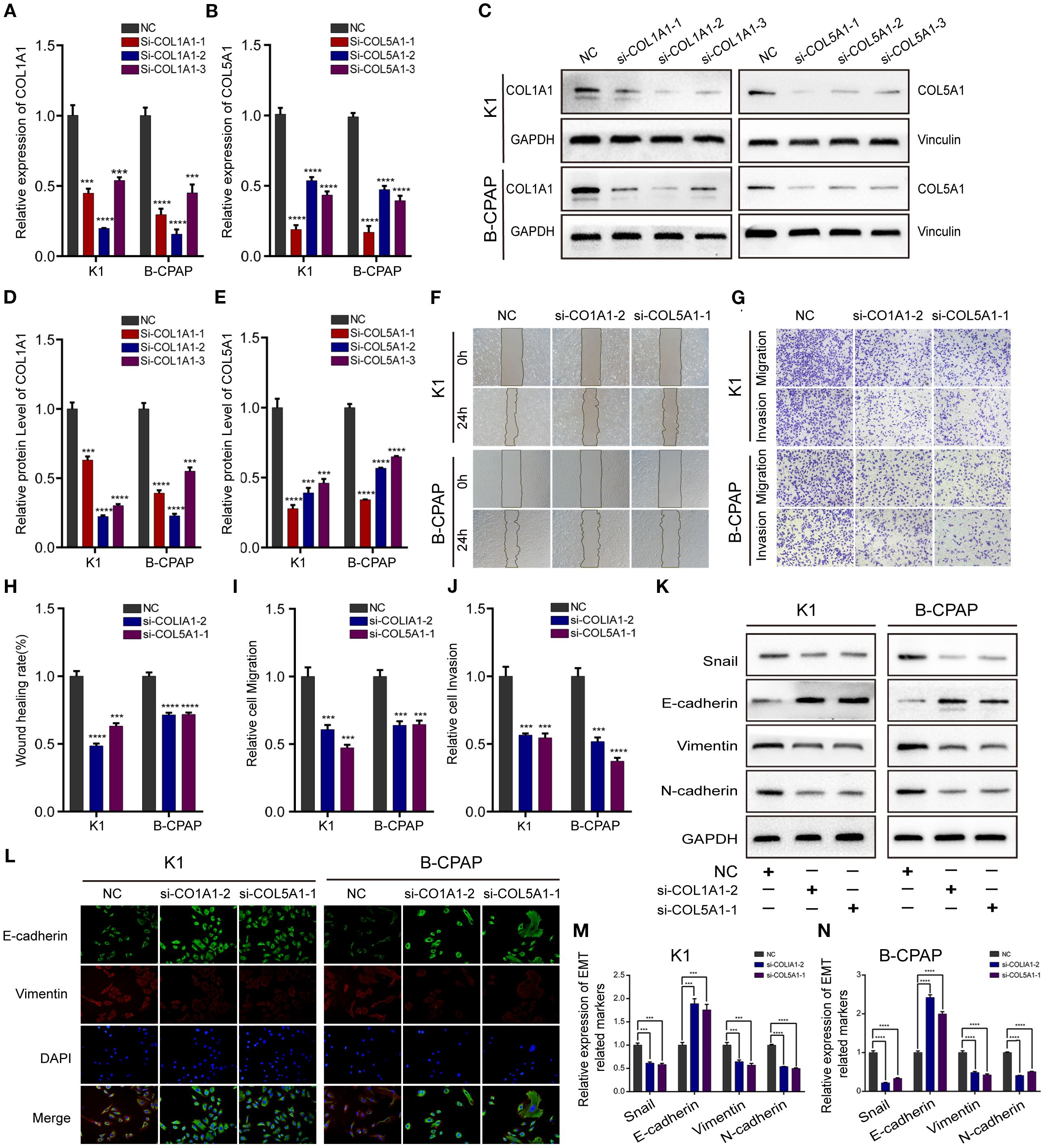 Scientific presentation on the effects of silencing COL1A1 and COL5A1 in K1 and B-CPAP cell lines. Panels A and B show bar charts of decreased expression after silencing. Panel C displays Western blot results. Panels D and E show protein levels. Panels F and G illustrate wound healing and migration assays. Panels H to J quantify wound healing, migration, and invasion. Panel K exhibits additional Western blot data. Panel L is immunofluorescence staining for E-cadherin, vimentin, and nuclei (DAPI). Panels M and N present bar charts of EMT marker expression. Data indicates significant reduction in expression and invasion capabilities.