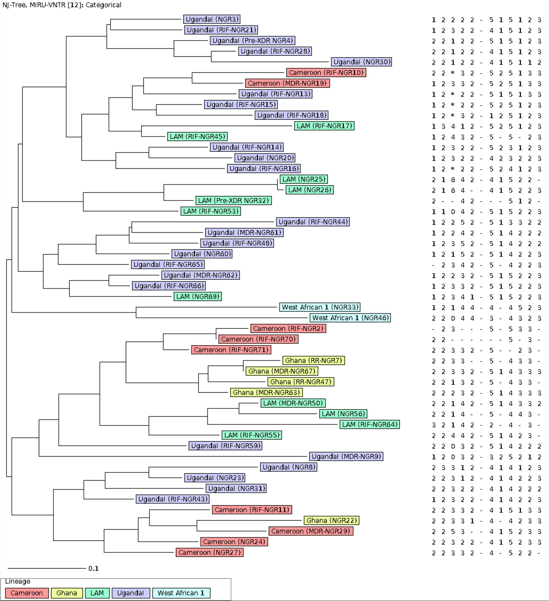 A categorical NJ tree diagram depicts genetic relationships among different lineages, labeled as Uganda I, Cameroon, Ghana, LAM, and West African 1, with specific identifiers for each branch. The tree illustrates cluster similarities, with a numerical matrix on the right showing associated genetic data. A color-coded legend maps lineages to colors: blue for Uganda I, red for Cameroon, yellow for Ghana, green for LAM, and light blue for West African 1. A scale bar represents genetic distance.