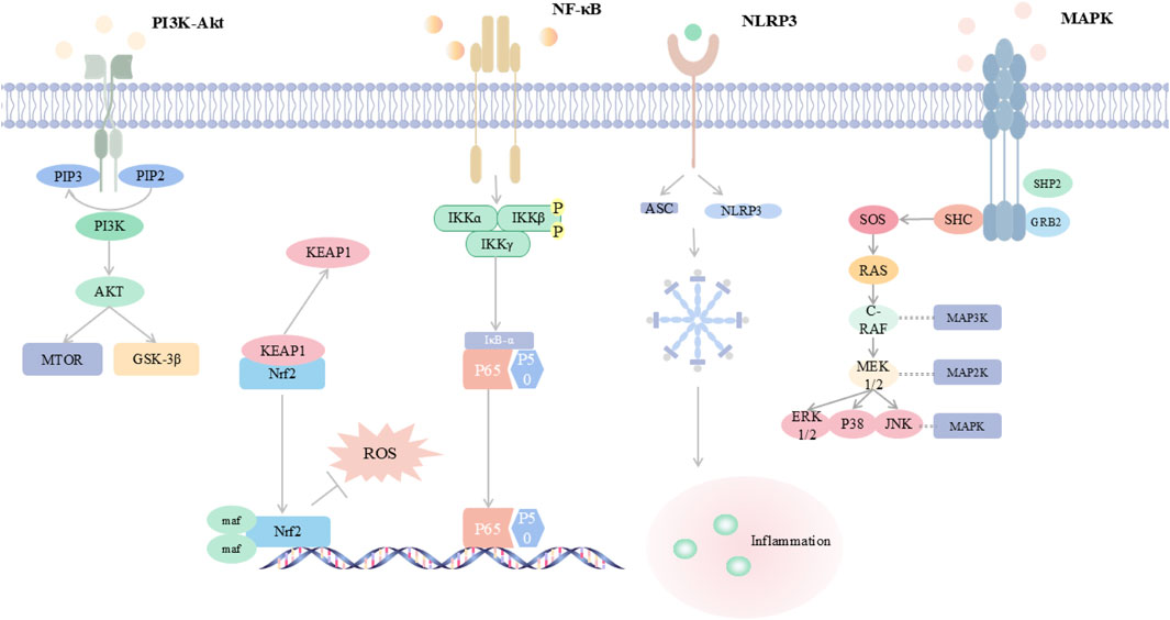 Diagram showing four cell signaling pathways: PI3K-Akt, NF-kB, NLRP3, and MAPK. PI3K-Akt includes PIP2, PIP3, PI3K, AKT, MTOR, and GSK-3β. NF-kB pathway involves IKKα, IKKβ, IKKγ, IκB-α, P65, and P50. NLRP3 pathway includes ASC and resulting inflammation. MAPK pathway includes SHP2, GRB2, SHC, SOS, RAS, C-RAF, MAP3K, MAP2K, ERK1/2, P38, and JNK, culminating in MAPK. KEAP1, Nrf2, and ROS are linked to oxidative stress responses.