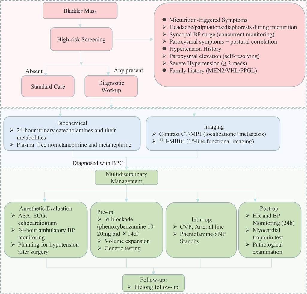 Flowchart detailing the diagnostic and management process for urinary bladder paraganglioma (BPG). It begins with high-risk screening for bladder mass and evaluations for symptoms like micturition-triggered symptoms, hypertension, and family history. If present, a diagnostic workup includes biochemical tests and imaging. Diagnosis leads to multidisciplinary management with pre-operative, intra-operative, and post-operative guidelines, including lifelong follow-up. Tests mentioned include catecholamines, CT/MRI, and various cardiovascular evaluations.
