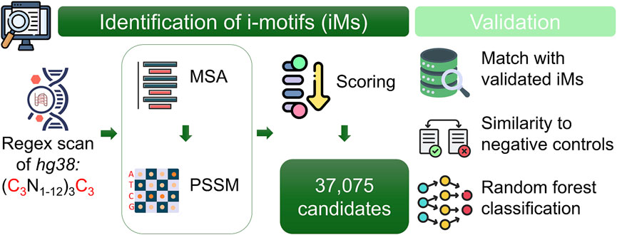 Flowchart illustrating the identification and validation of i-motifs (iMs). It starts with a regex scan of hg38, proceeds to multiple sequence alignment (MSA), and positional scoring matrices (PSSM), identifying 37,075 candidates. Validation involves matching with validated iMs, comparing to negative controls, and using random forest classification.