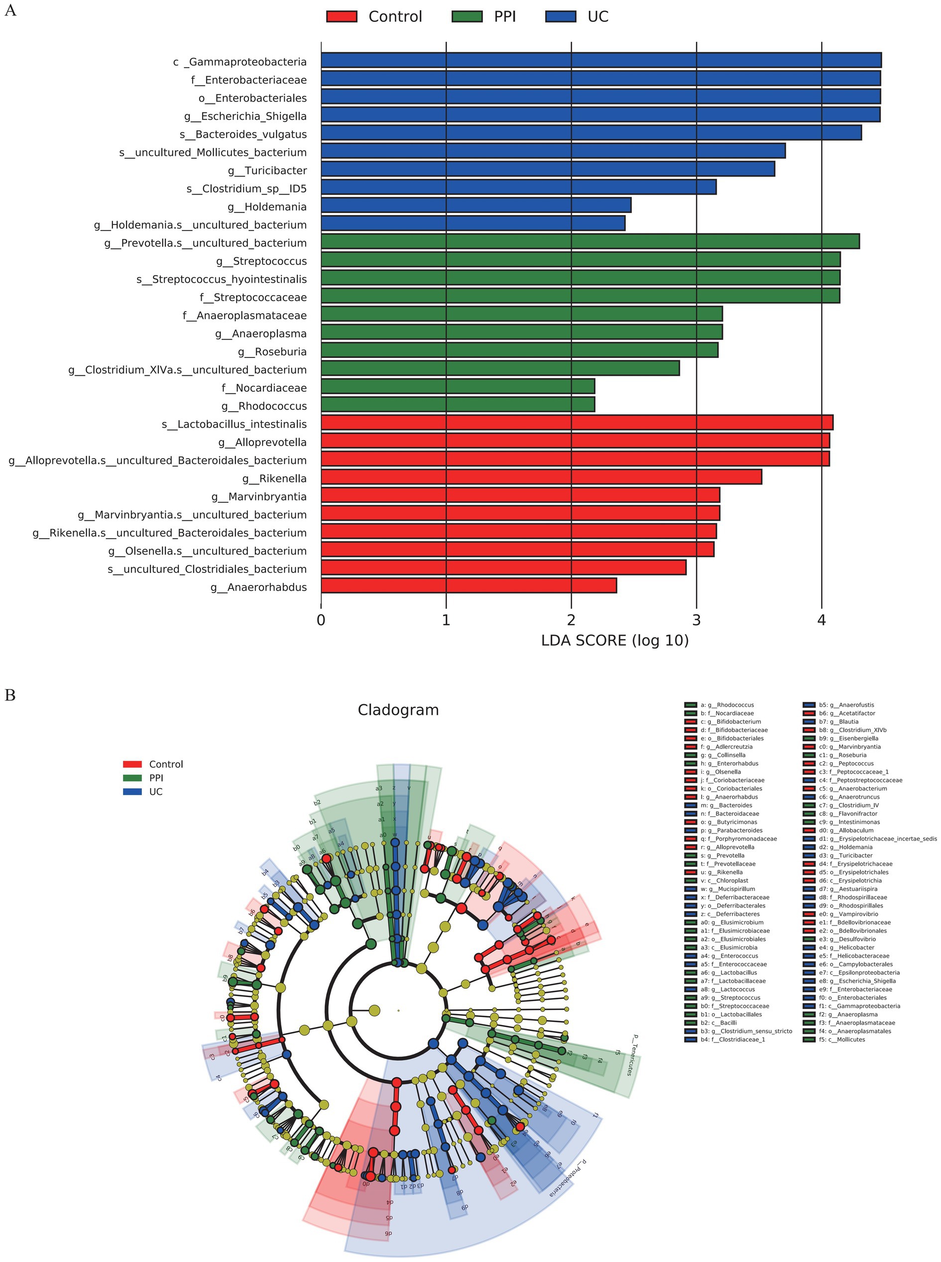 Chart A is a horizontal bar chart showing LDA scores for different bacteria across three groups: Control (red), PPI (green), and UC (blue). Chart B is a cladogram depicting the phylogenetic distribution of bacterial taxa with color-coded branches: Control (red), PPI (green), and UC (blue), with labels on the right.