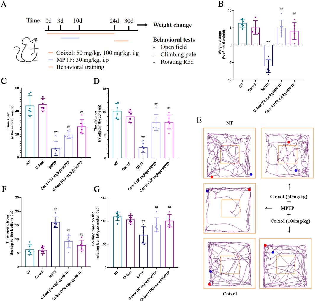 Schematic diagram and charts showing a study on Coixol's effects. Panel A outlines the experimental timeline and tests. Panel B highlights weight changes, showing different responses to treatments. Panels C and D indicate time spent and distance traveled in a central zone. Panel E presents open field movement paths. Panels F and G display time on climbing pole and rotating rod. Overall, the diagrams illustrate behavioral and physical effects of Coixol and MPTP on subjects.