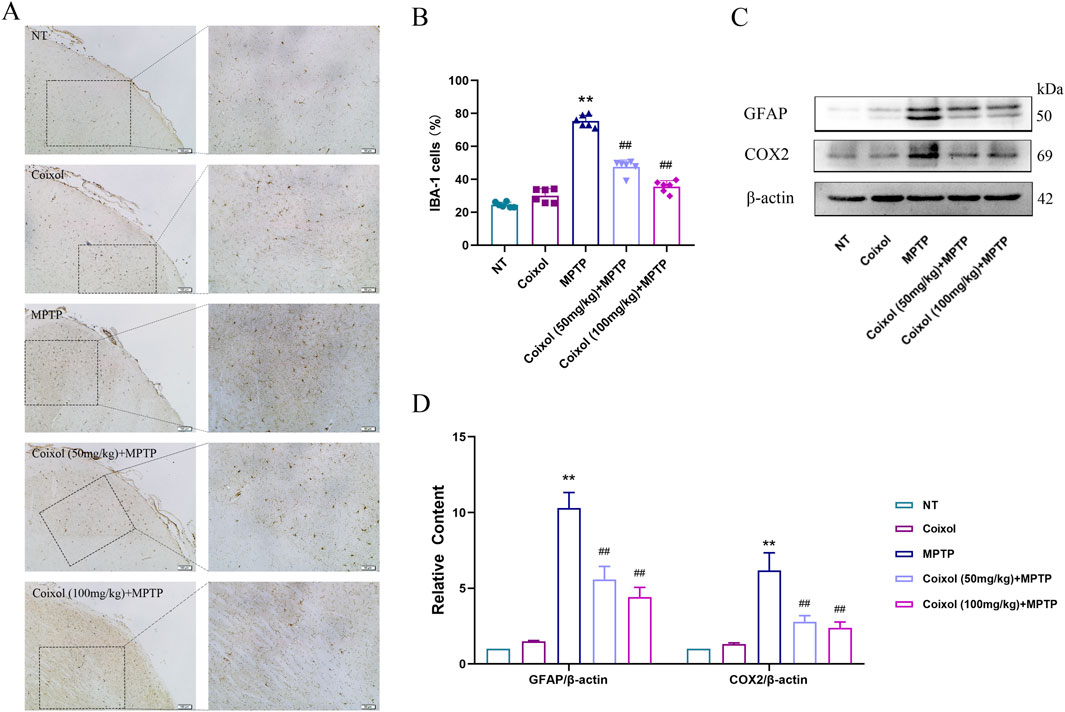 Panel A shows microscopic images of brain tissue under different treatment conditions: NT, Coixol, MPTP, Coixol (50mg/kg) plus MPTP, and Coixol (100mg/kg) plus MPTP. Panel B displays a bar graph indicating the percentage of IBA-1 cells under each condition, with MPTP showing a significant increase, mitigated by Coixol. Panel C presents Western blot results for GFAP, COX2, and β-actin, with varying intensities across treatments. Panel D is a bar graph depicting relative content of GFAP/β-actin and COX2/β-actin, highlighting increased levels in MPTP, reduced by Coixol treatment.