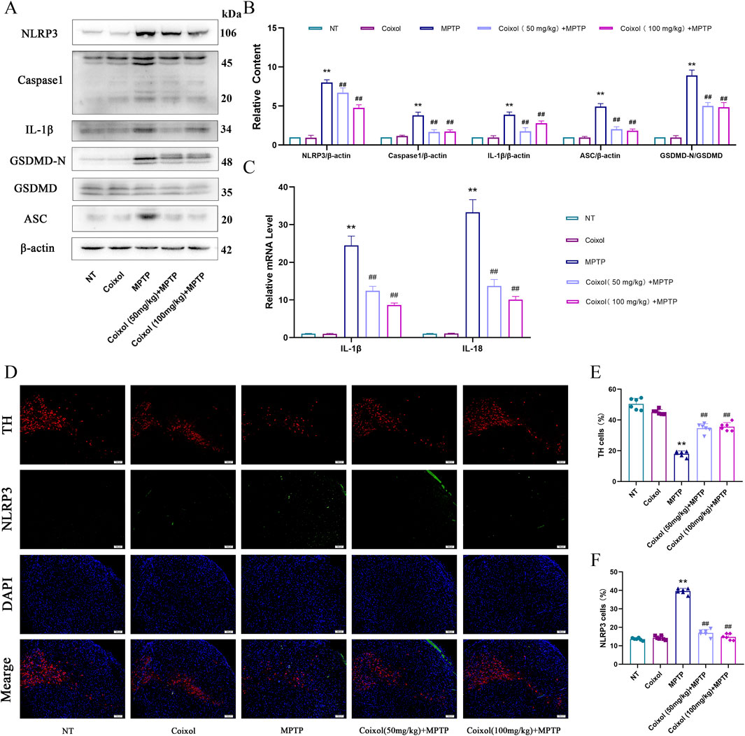 Western blot and immunofluorescence analysis showing the effects of Coixol and MPTP treatments on protein expression and cell markers in a study. Panel A displays Western blot results for NLRP3, Caspase1, IL-1β, GSDMD-N, GSDMD, ASC, and β-actin in different treatment groups. Panels B and C show bar charts of relative content and mRNA levels of proteins, respectively, with statistical significance indicated by asterisks and hash marks. Panel D presents immunofluorescence images for TH, NLRP3, and DAPI, along with their merged results across different treatments. Panels E and F display bar charts for TH and NLRP3 positive cells. Scale bars and legends are provided.