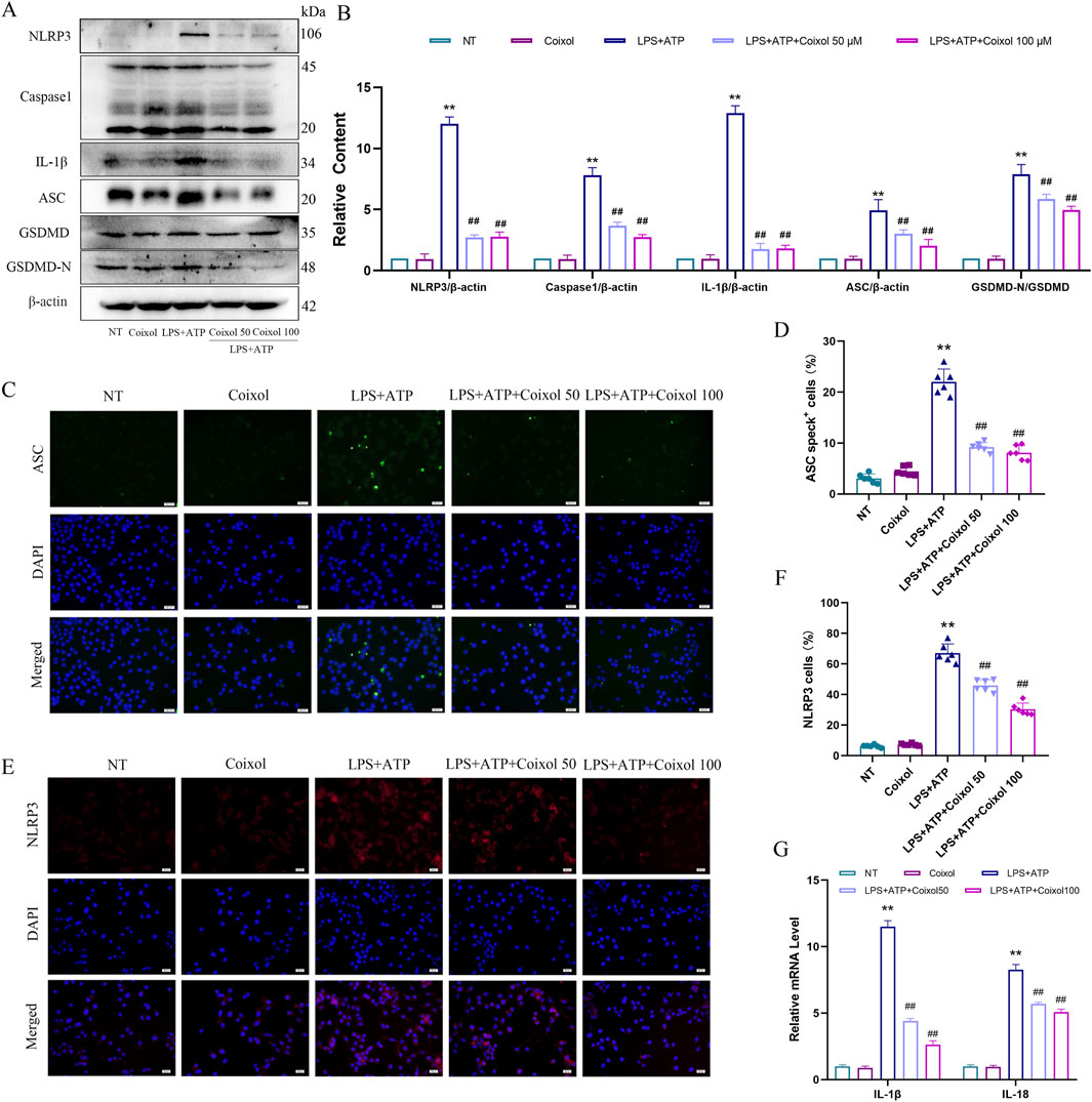Western blot and bar chart analyses display protein expression levels of NLRP3, Caspase1, IL-1β, ASC, and GSDMD under different treatments, including NT, Coixol, and LPS+ATP conditions. Immunofluorescence images in panels C and E show ASC and NLRP3 staining, respectively, with corresponding DAPI-stained nuclei. Bar charts in D, F, and G indicate the percentage of ASC and NLRP3 positive cells and relative mRNA levels of IL-1β and IL-18. The image highlights the effects of Coixol in various concentrations on inflammatory marker expression.