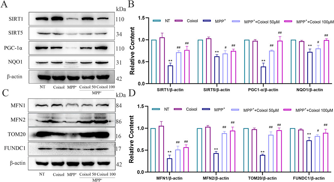 Western blot and bar graph analysis showing protein expressions. Panel A displays SIRT1, SIRT5, PGC-1α, NQO1, and β-actin bands. Panel B presents corresponding bar graphs of relative content for these proteins, showing effects of different treatments. Panel C illustrates MFN1, MFN2, TOM20, FUNDC1, and β-actin bands. Panel D shows bar graphs for these proteins, indicating changes in relative content under various conditions. Treatments include NT, Coixol, MPP+, MPP+ with Coixol 50 μM, and 100 μM. Statistical significance is marked, showing the impact of treatments.
