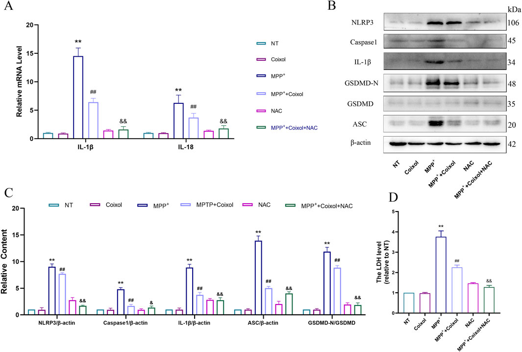 Panels display experimental data. (A) Bar graph of relative mRNA levels for IL-1β and IL-18 across six conditions, showing significant differences. (B) Western blot results for proteins NLRP3, Caspase1, IL-1β, GSDMD-N, GSDMD, ASC, and β-actin. (C) Bar graph of relative content of protein markers normalized to β-actin, indicating variation among conditions. (D) Bar graph illustrating LDH levels relative to NT, with noticeable changes across conditions.