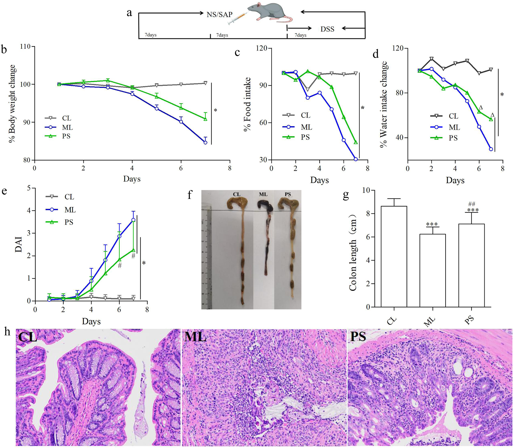 Panel a shows an experimental timeline involving mice and the DSS treatment. Panels b, c, and d present line graphs of body weight change, food intake, and water intake over eight days, respectively, for CL, ML, and PS groups. Panel e depicts changes in the Disease Activity Index (DAI). Panel f features images of colons from each group, while panel g shows a bar graph comparing colon lengths. Panel h displays histological images of colon sections from the CL, ML, and PS groups, highlighting differences in tissue structure.