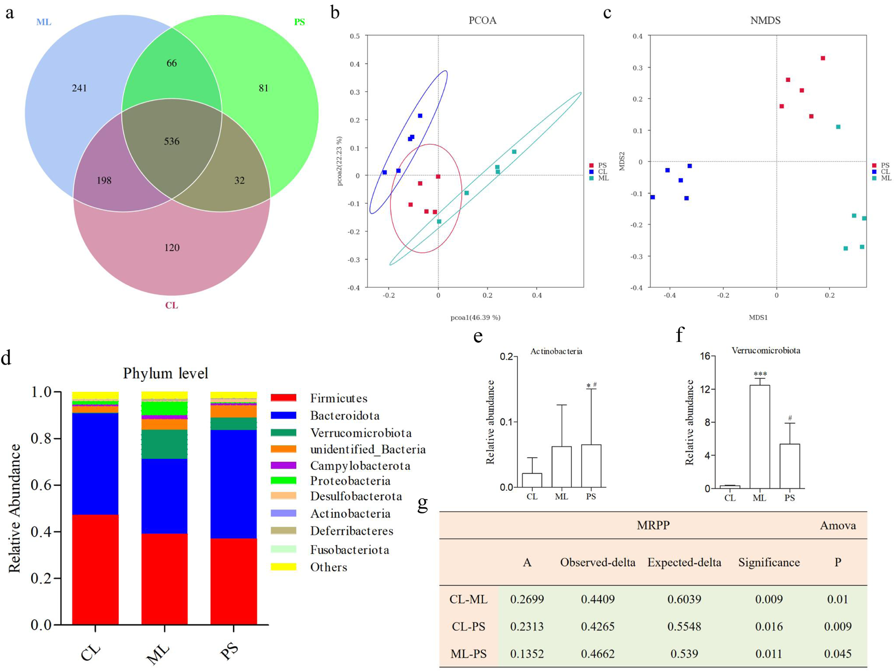 A composite image displaying various microbiome analysis visualizations:a) A Venn diagram showing overlapping bacterial OTUs among CL, ML, and PS groups.b) PCoA plot illustrating clustering of bacterial communities.c) NMDS plot showing spatial distribution of samples.d) Bar graph detailing phylum-level relative abundances.e-f) Bar charts showing relative abundances of Actinobacteria and Verrucomicrobiota across groups.g) Table with MRPP and ANOVA results highlighting statistical significance.Color-coded elements distinguish different groups and bacterial taxa.
