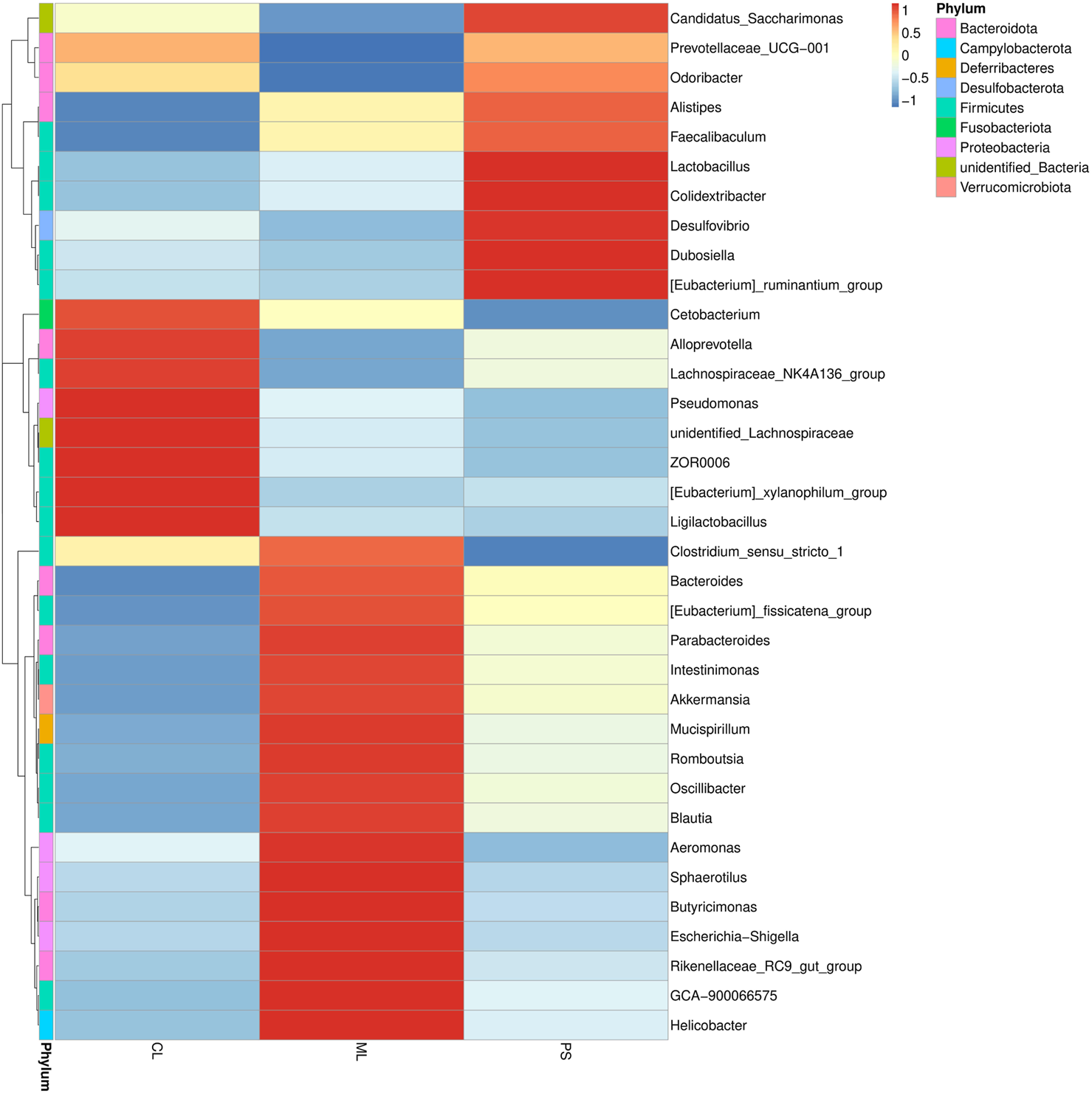 Heatmap showing the abundance of different bacterial genera across three samples labeled CL, MIL, and PS. Colors represent abundance levels, with red indicating higher and blue lower values. Genera are listed on the right, categorized by phyla on the left.