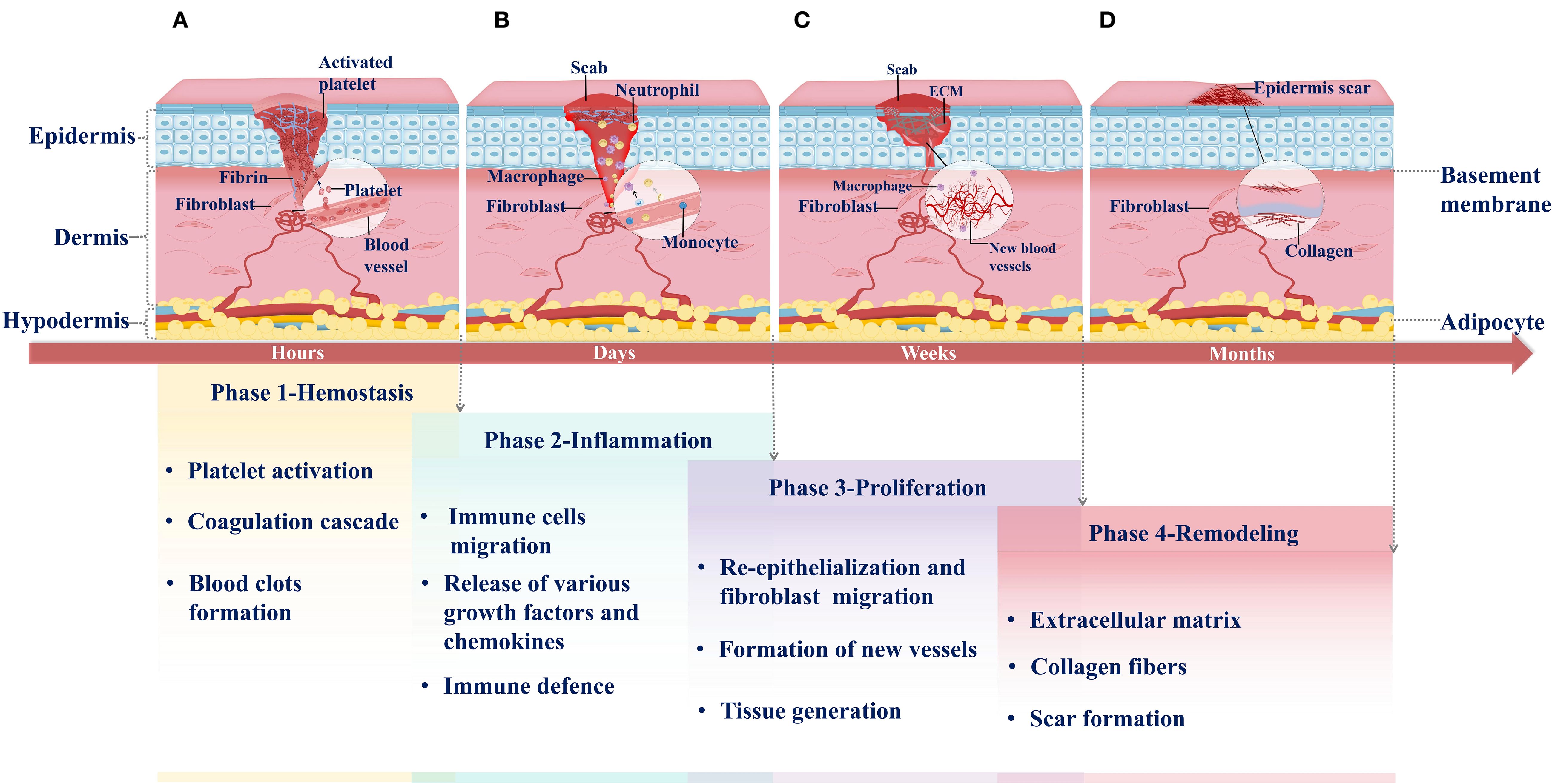 Diagram depicting skin wound healing stages. Panel A shows hemostasis with platelet activation and clot formation in hours. Panel B depicts inflammation with immune cell migration over days. Panel C illustrates proliferation with new tissue and blood vessel formation over weeks. Panel D shows remodeling with collagen deposition and scar formation over months. Labels mark epidermis, dermis, and hypodermis layers.