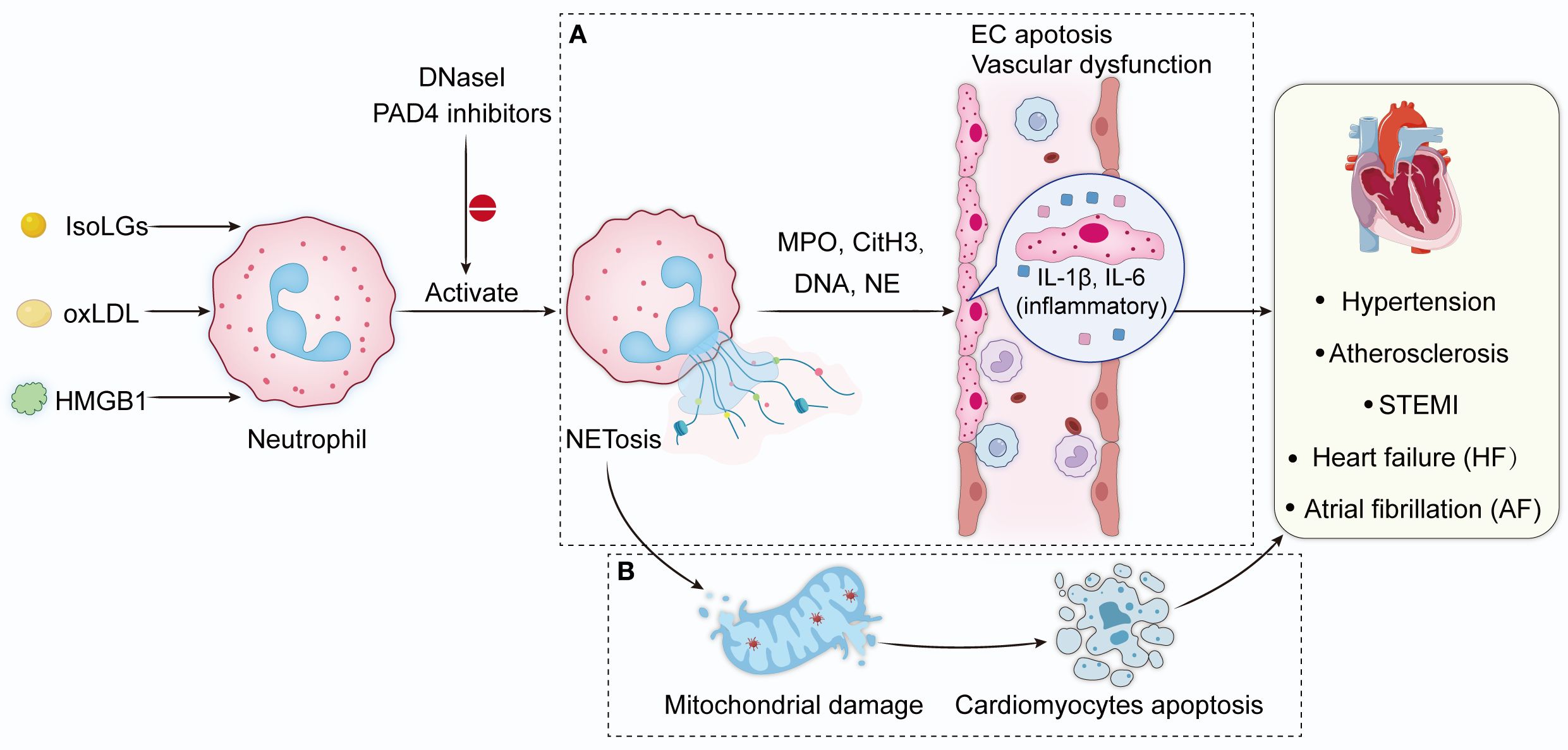 Diagram illustrating neutrophil activation and its effects. IsoLGs, oxLDL, and HMGB1 activate neutrophils, leading to NETosis, releasing MPO, CitH3, DNA, and NE. This causes endothelial cell apoptosis, vascular dysfunction, and inflammatory cytokine release (IL-1β, IL-6). The process contributes to hypertension, atherosclerosis, STEMI, heart failure, and atrial fibrillation. Mitochondrial damage and cardiomyocyte apoptosis are also noted. DNase I and PAD4 inhibitors prevent activation.