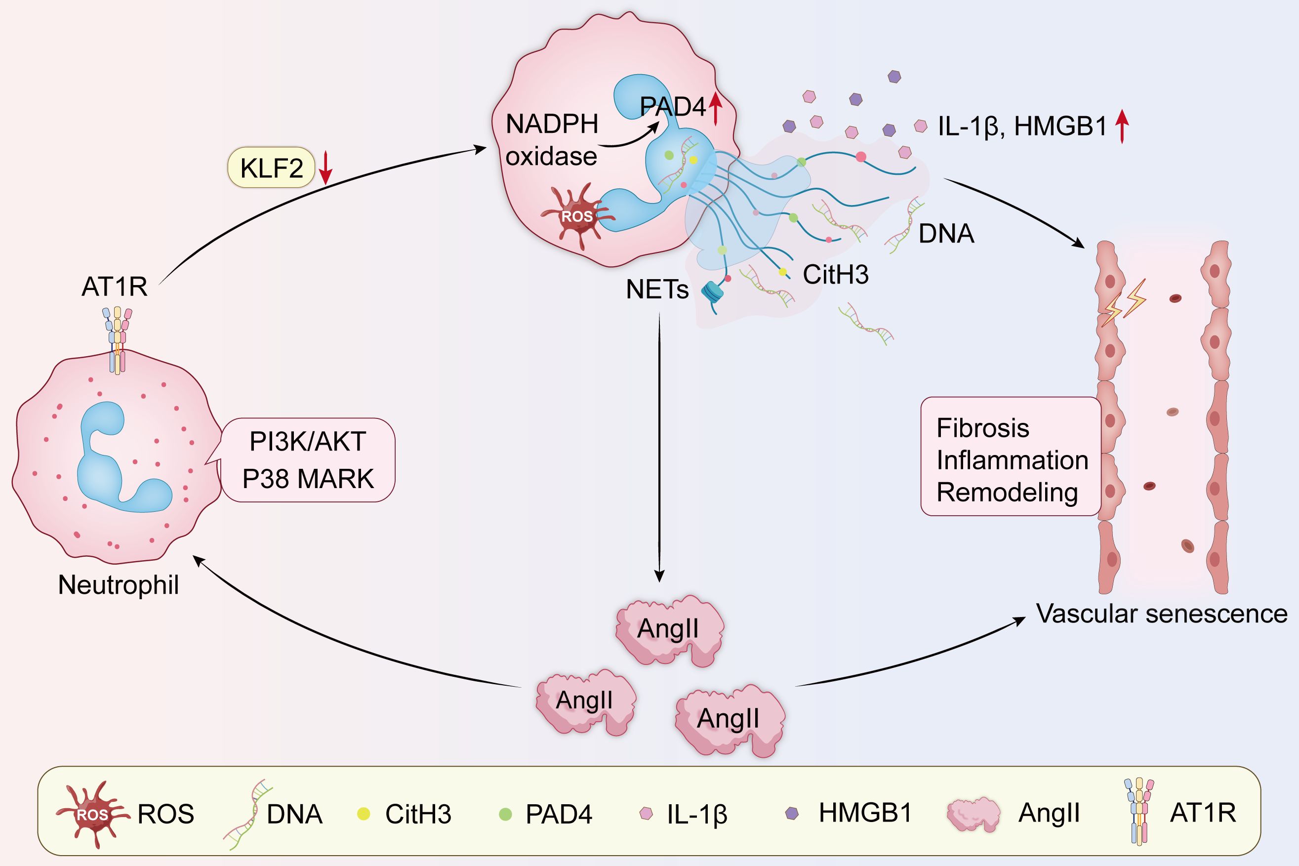 Diagram illustrating the process of neutrophil activation and the release of neutrophil extracellular traps (NETs). It involves AT1R stimulation in neutrophils, leading to NADPH oxidase activity, increased reactive oxygen species (ROS), and PAD4 expression. This causes the release of NETs containing DNA and citrullinated histone H3 (CitH3), which interact with IL-1β and HMGB1, contributing to fibrosis, inflammation, and vascular senescence. The feedback loop involves AngII. Elements like PI3K/AKT, P38 MARK, and KLF2 are indicated, with a key provided for symbol explanation.